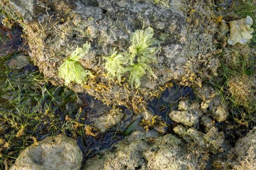Free Detailed close-up of green seaweed growing on rocky coastline, showcasing natural marine textures. Stock Photo