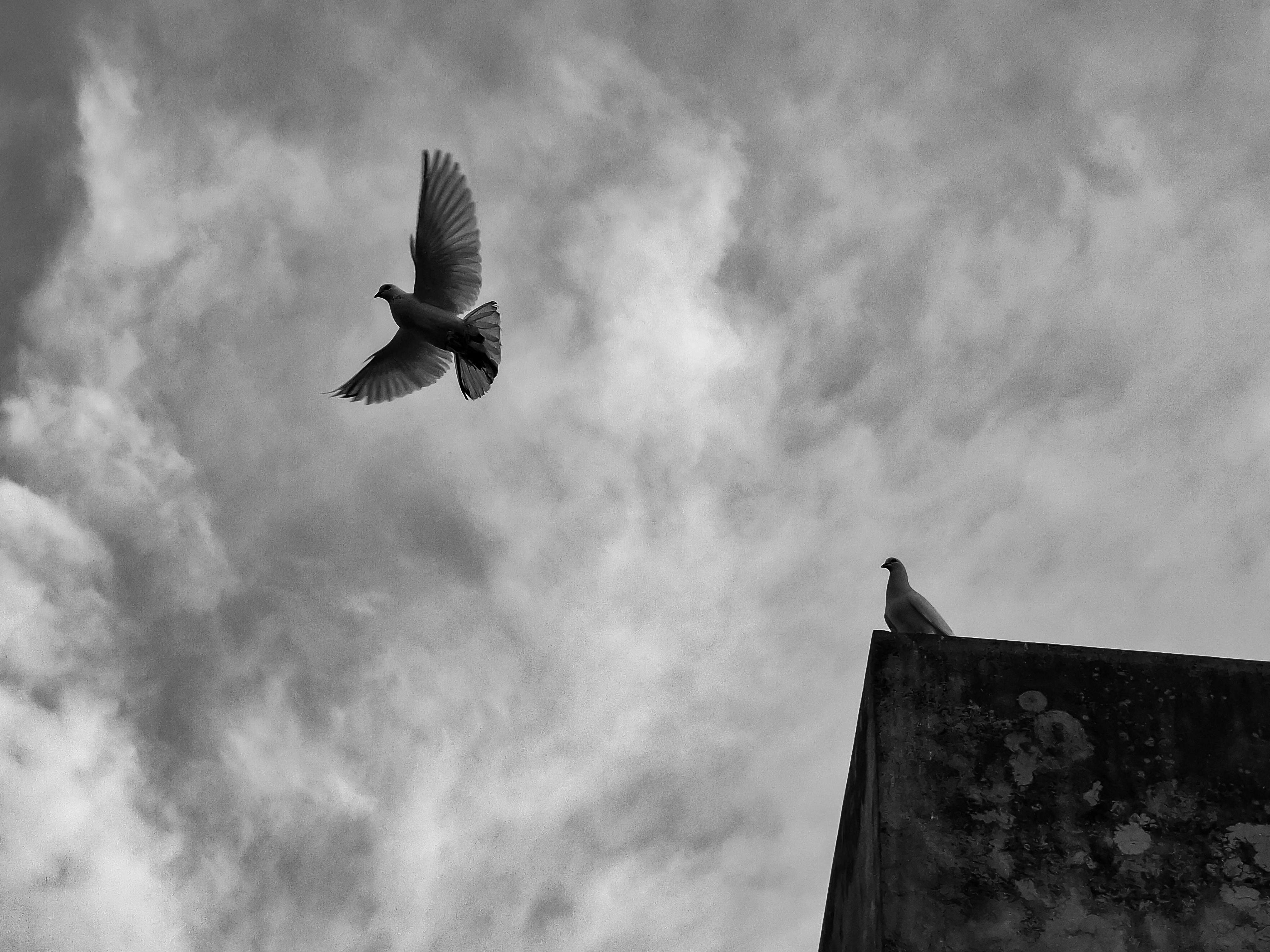 免费 一张黑白照片，拍摄于孟加拉国乌拉帕拉，一只鸽子在阴云密布的天空下翱翔于岩架之上。 素材图片