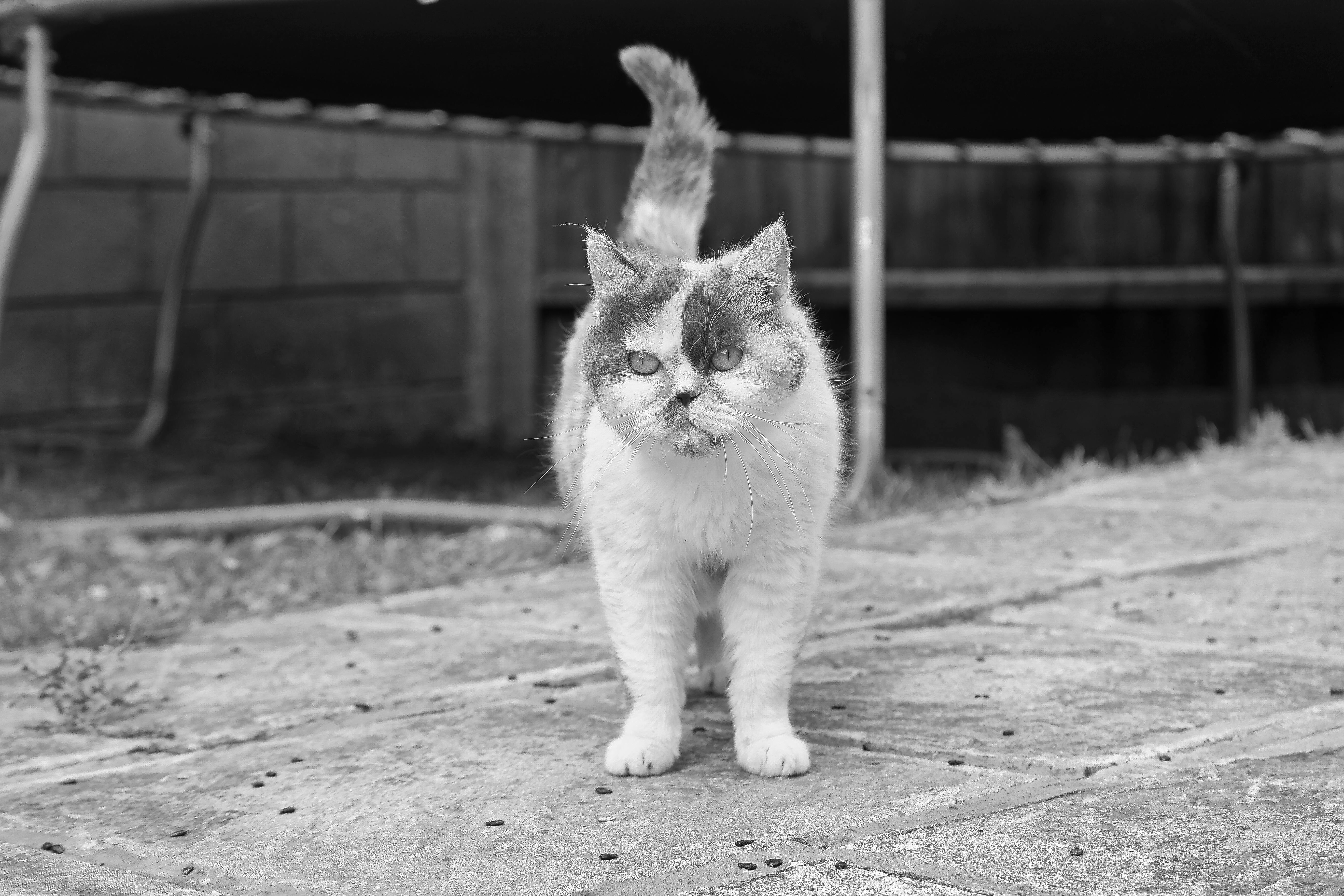 免費 一隻可愛的異國短毛貓在戶外石徑上散步。 圖庫相片