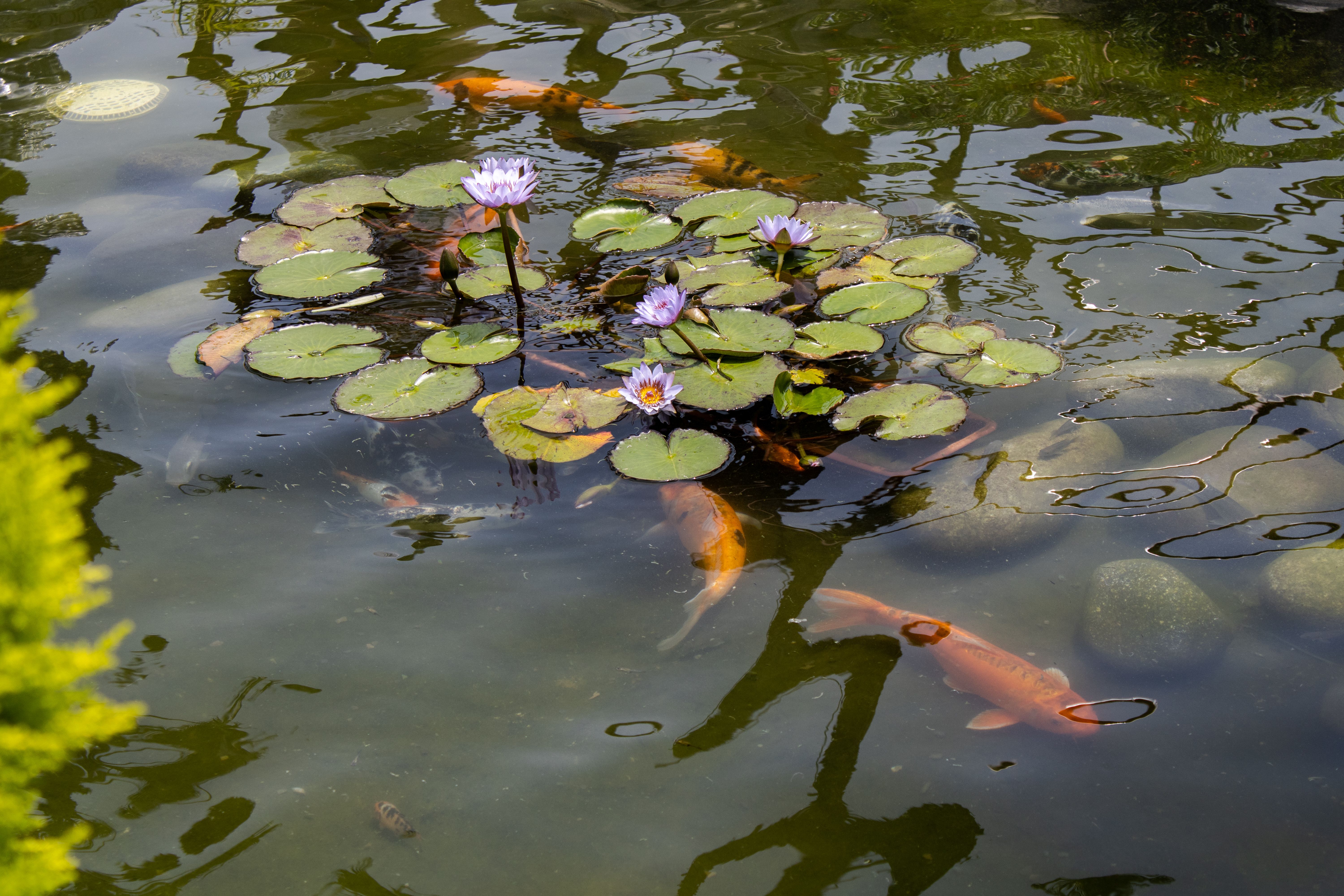 Serene Pond with Koi Fish and Water Lilies in Peru · Free Stock Photo