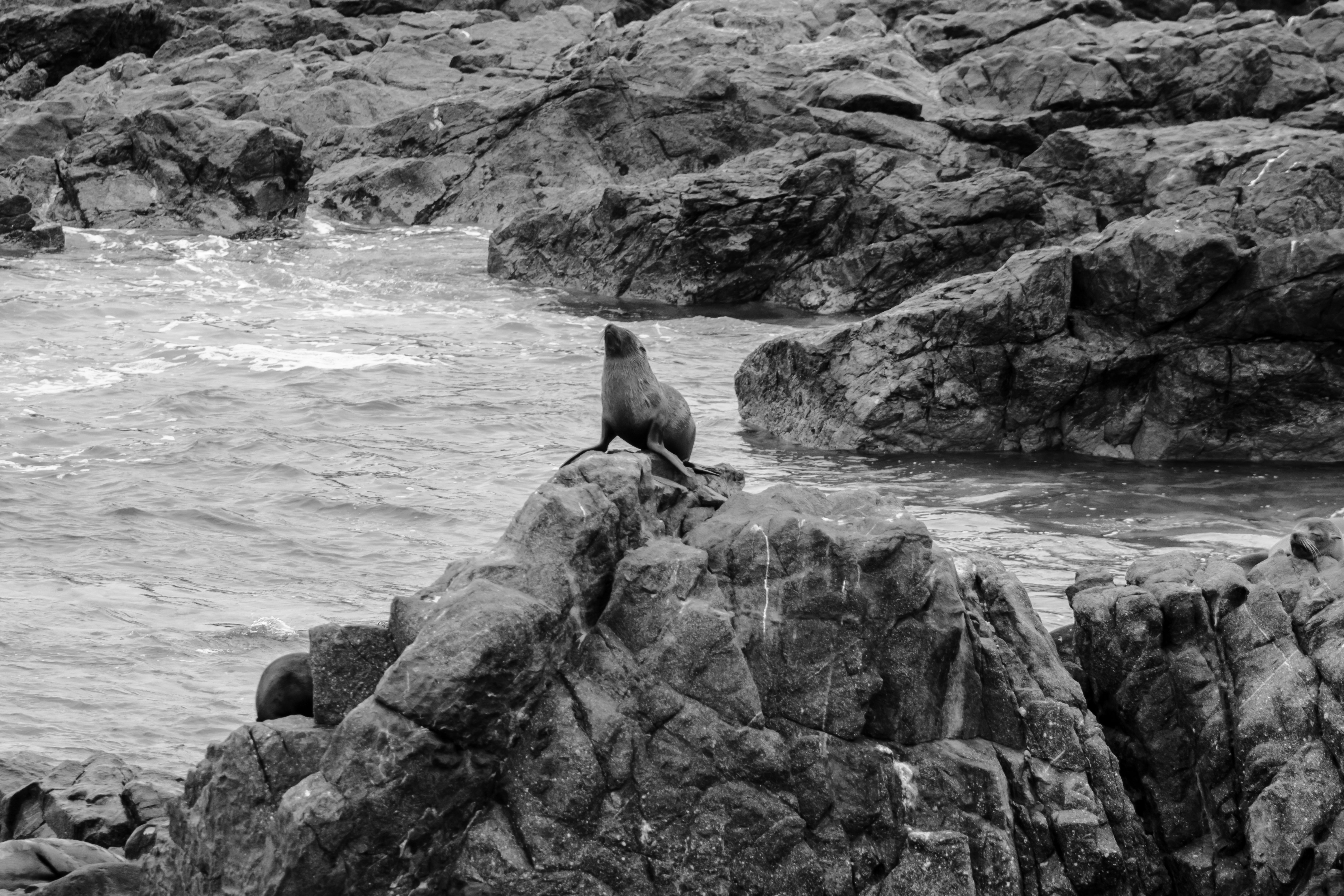 A solitary sea lion rests on rugged rocks by the ocean in Ilo, Peru, showcasing natural marine life.