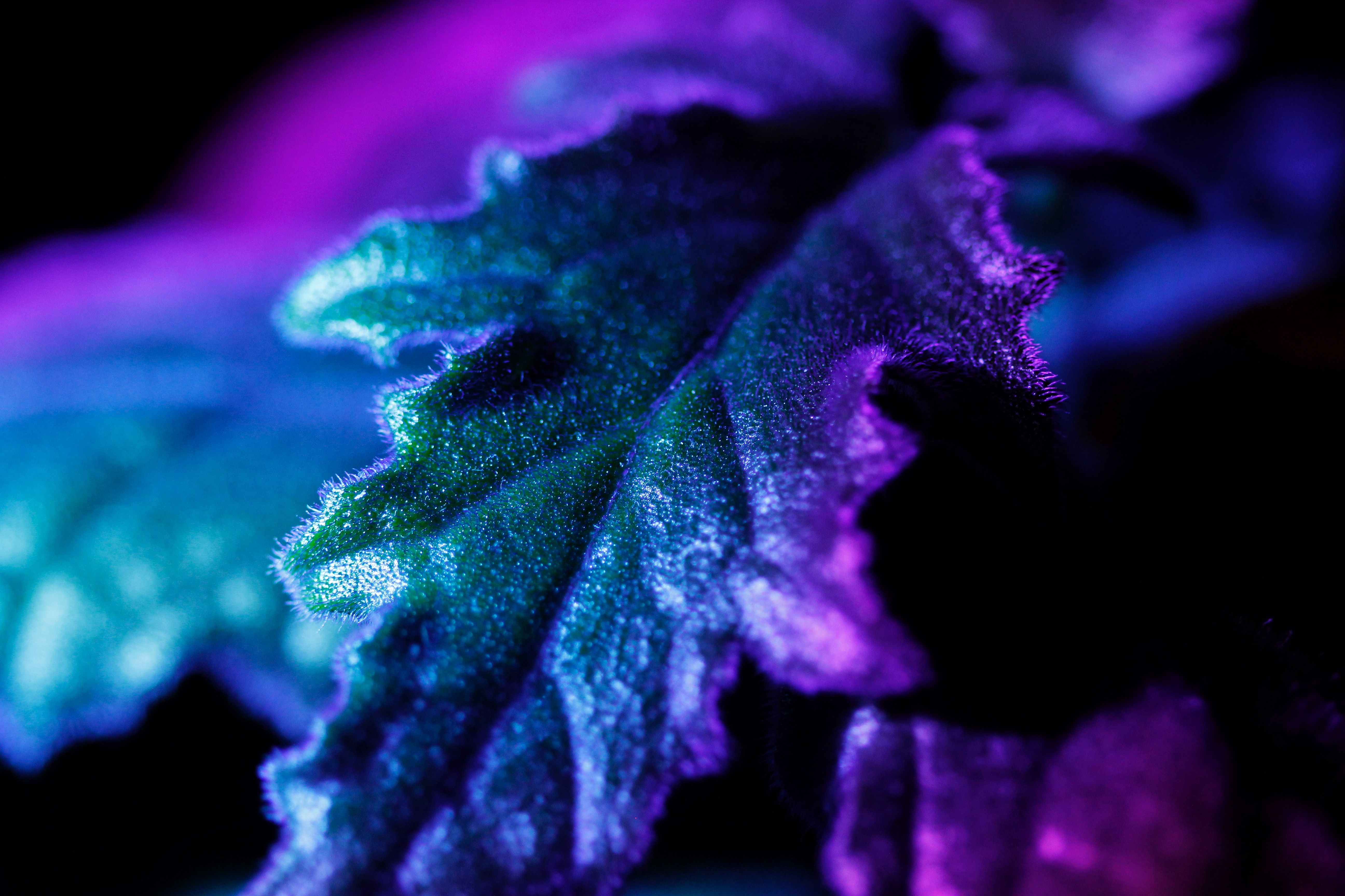 cannabis, hemp oil, cannabis benefits — Photo by Sephina Cornwall on Pexels