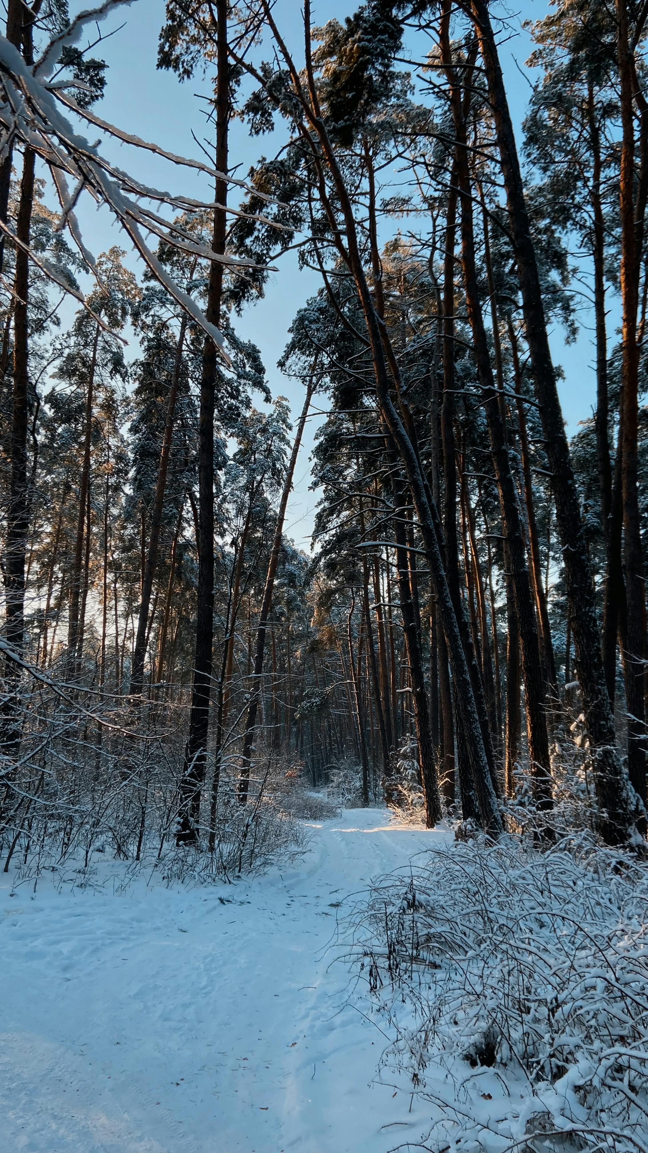 ingyenes Élvezzen egy nyugodt sétát egy hófödte erdei ösvényen magas fenyőfák alatt télen. Stockfotó