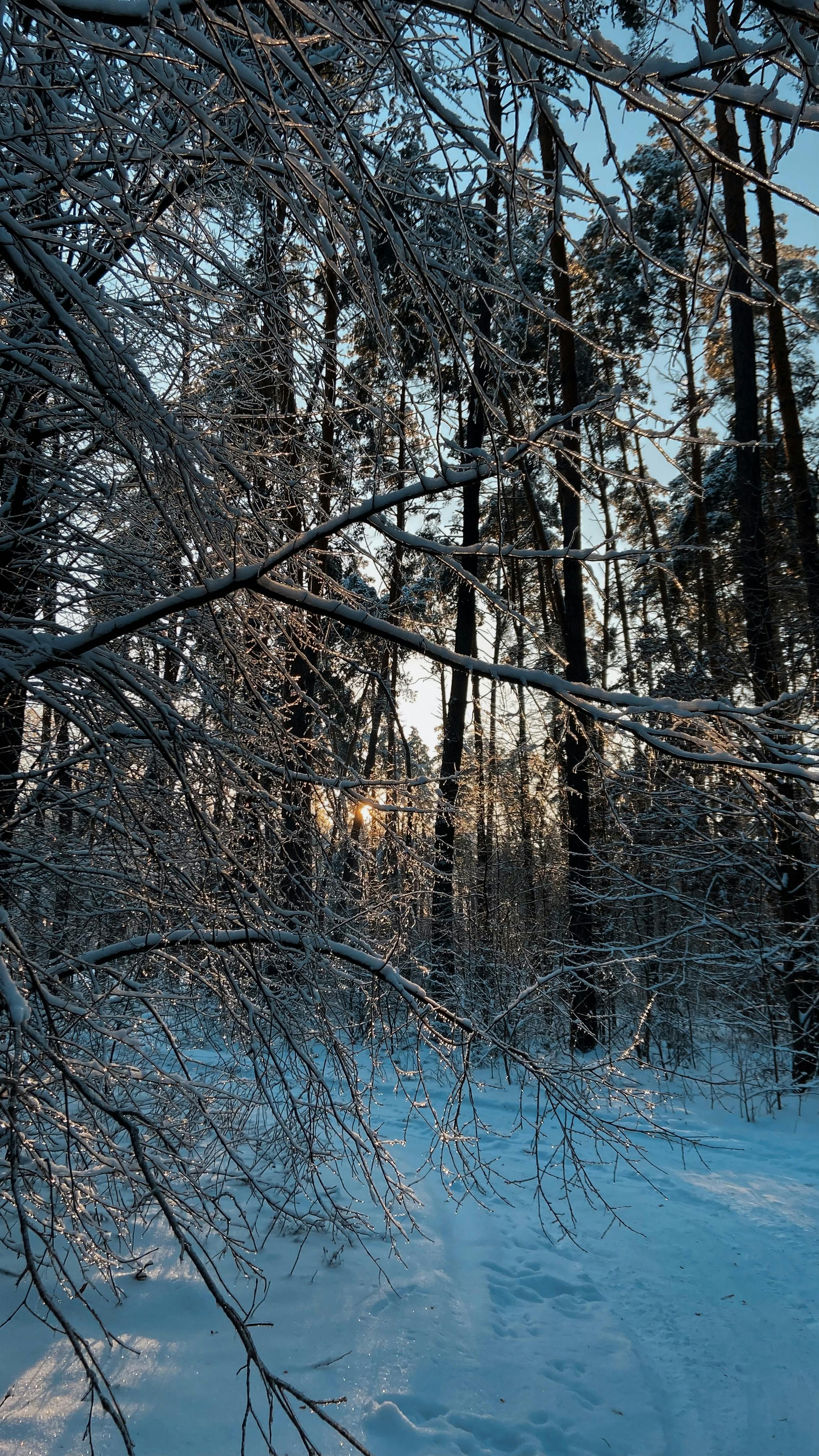 Безкоштовне Відкрийте для себе спокій зимового лісу з вкритими снігом гілками та спокійною обстановкою в сутінках. стокове фото