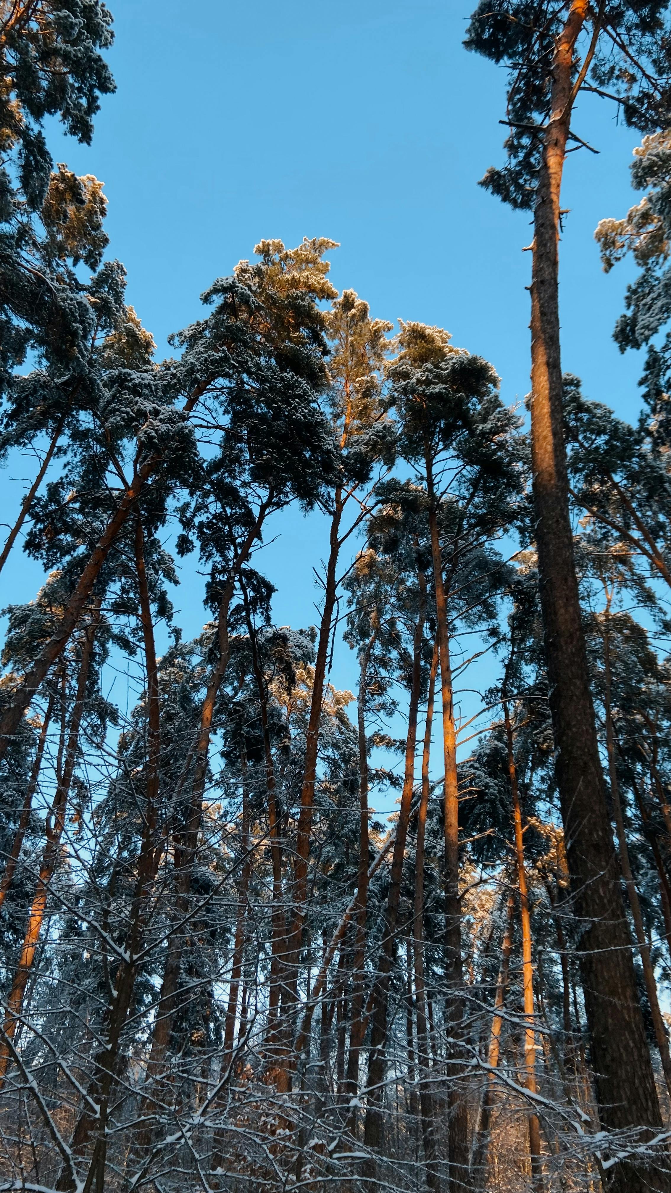 免費 冬日晴空萬裡，高聳的松樹上覆蓋著皚皚白雪。 圖庫相片