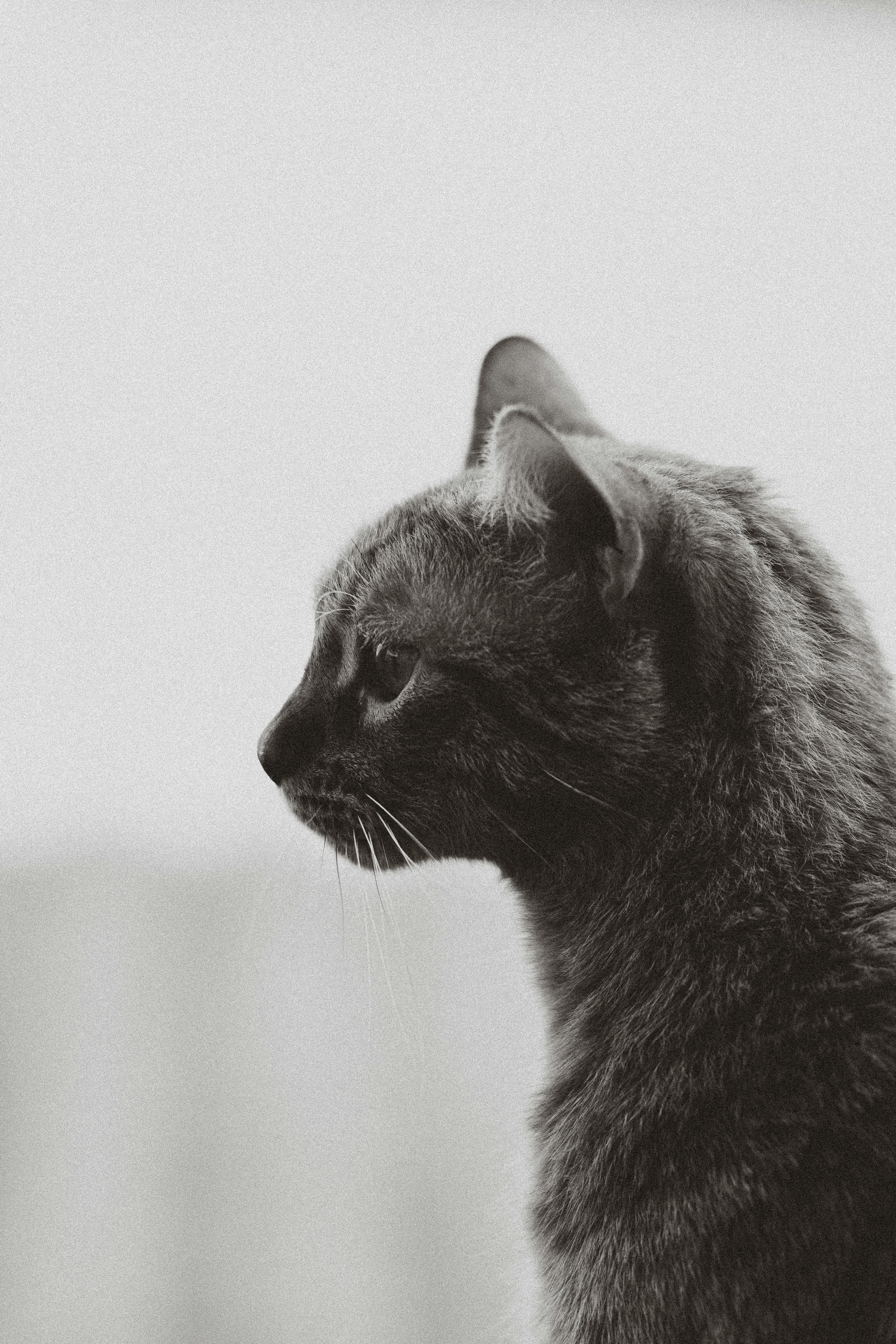 무료 우아한 흑백 실루엣의 집고양이는 차분하고 침착한 모습을 포착하고 있습니다. 스톡 사진