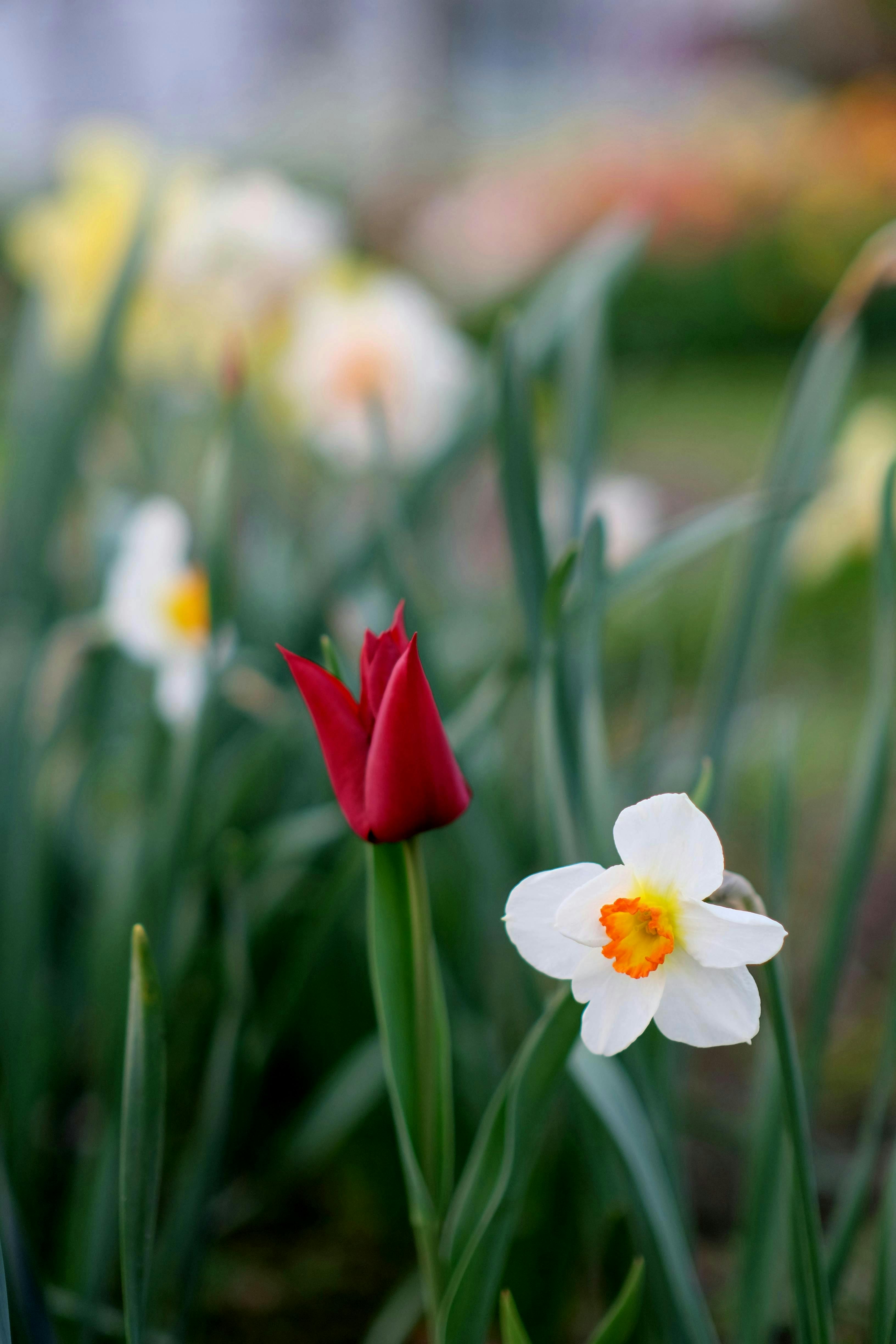 Безкоштовне Гарний крупний план червоного тюльпана та білого нарциса, що квітнуть у саду. стокове фото