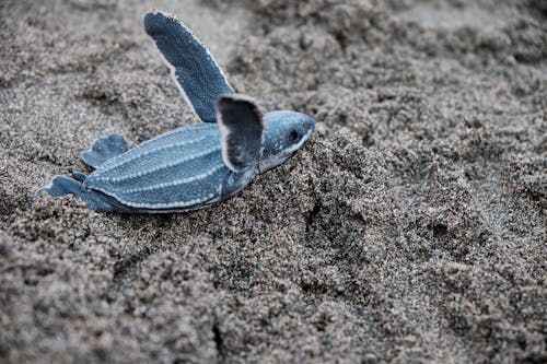 A Blue Sea Turtle 