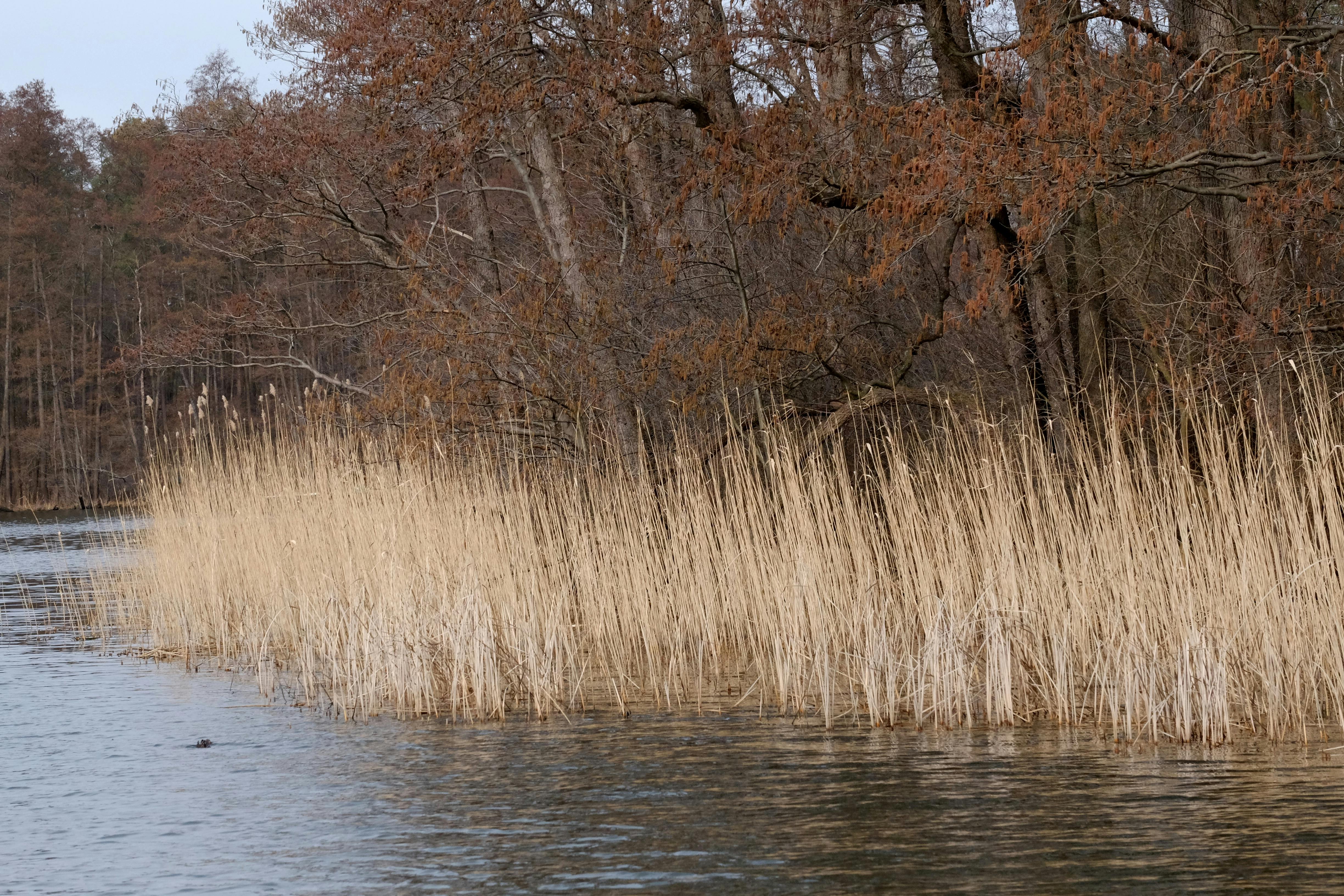 免費 寧靜的湖畔景色，枯萎的蘆葦與秋色斑斕的樹木形成鮮明對比，體現出一種靜謐祥和的氛圍。 圖庫相片