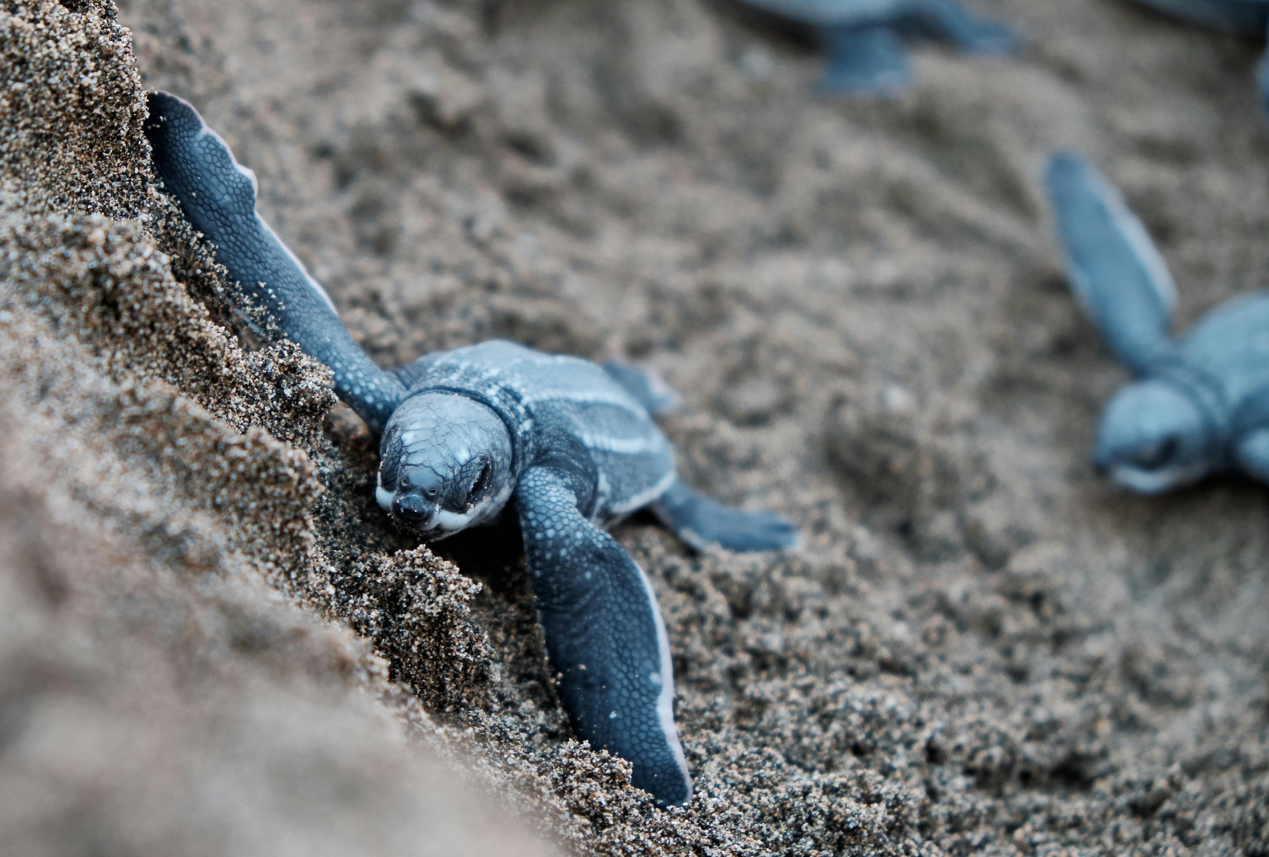 Blue Turtles on Brown Sand · Free Stock Photo