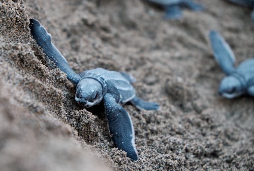 藍海龜在棕色的沙灘上