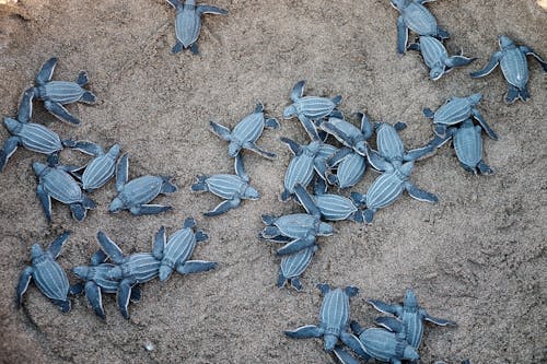 Een Groep Blauwe Zeeschildpadden