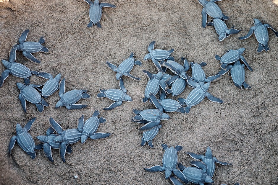 Newly hatched leatherback turtles crawling on the sand in Puerto Rico.