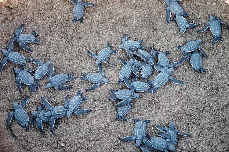 A Group Of Blue Sea Turtles