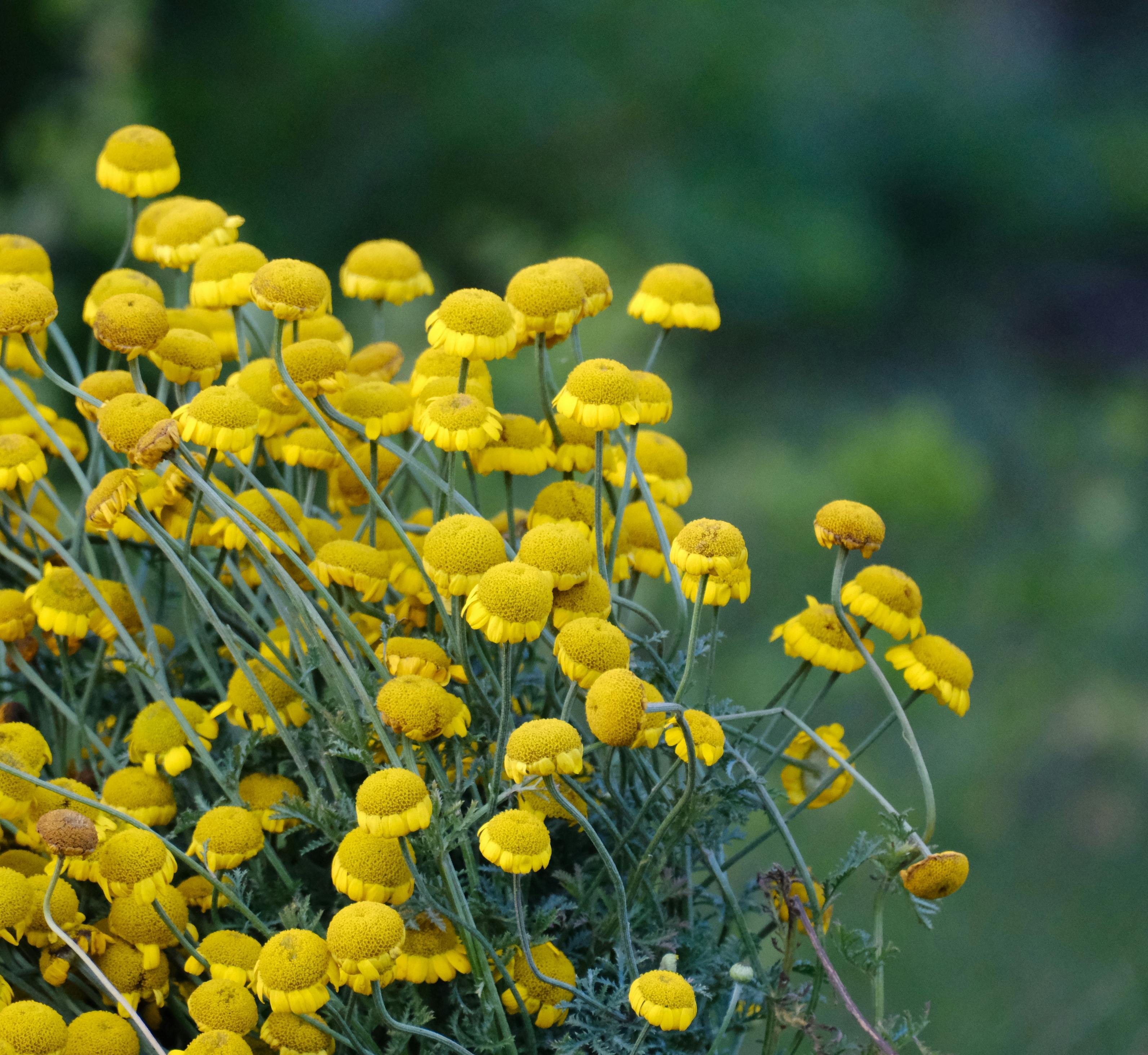 Безкоштовне Яскраві жовті квіти, що квітнуть на зеленому розмитому фоні, демонструючи природну красу. стокове фото