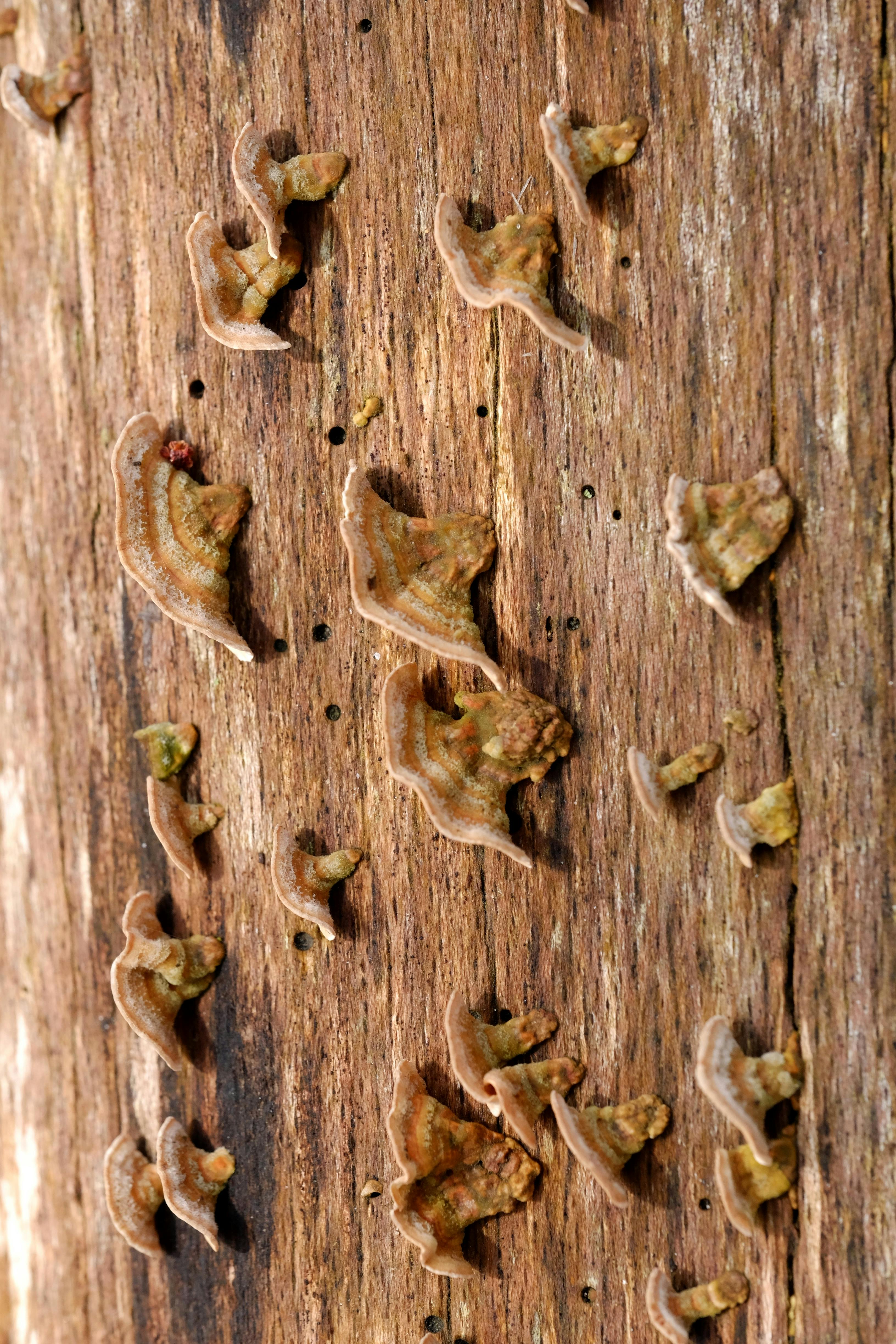 Безкоштовне Детальне зображення грибів «Індичий хвіст» (Trametes versicolor), що ростуть на корі дерев. стокове фото