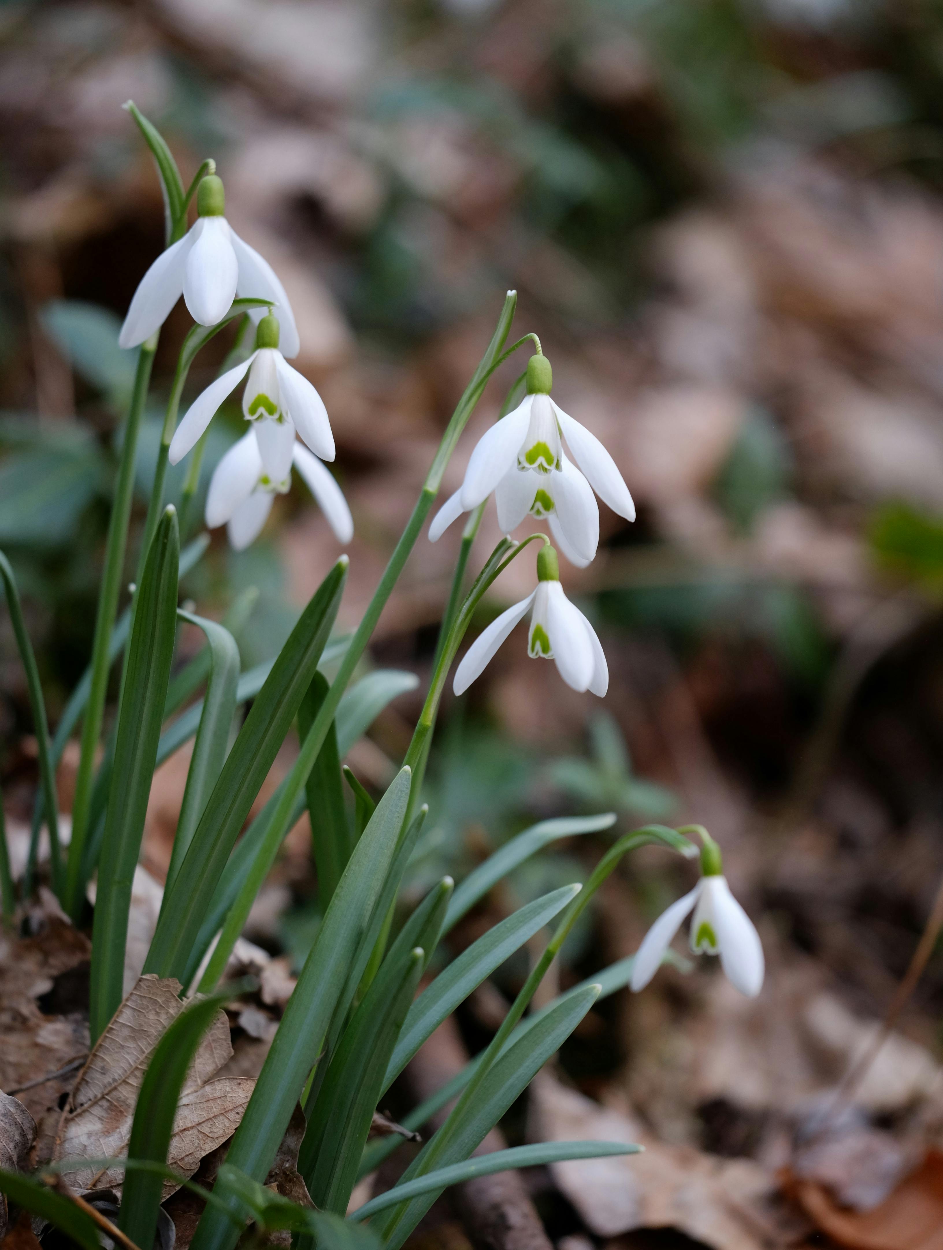 ฟรี ดอกสโนว์ดรอปบอบบางผลิบานท่ามกลางใบไม้ร่วงในป่าอันเงียบสงบ คลังภาพถ่าย