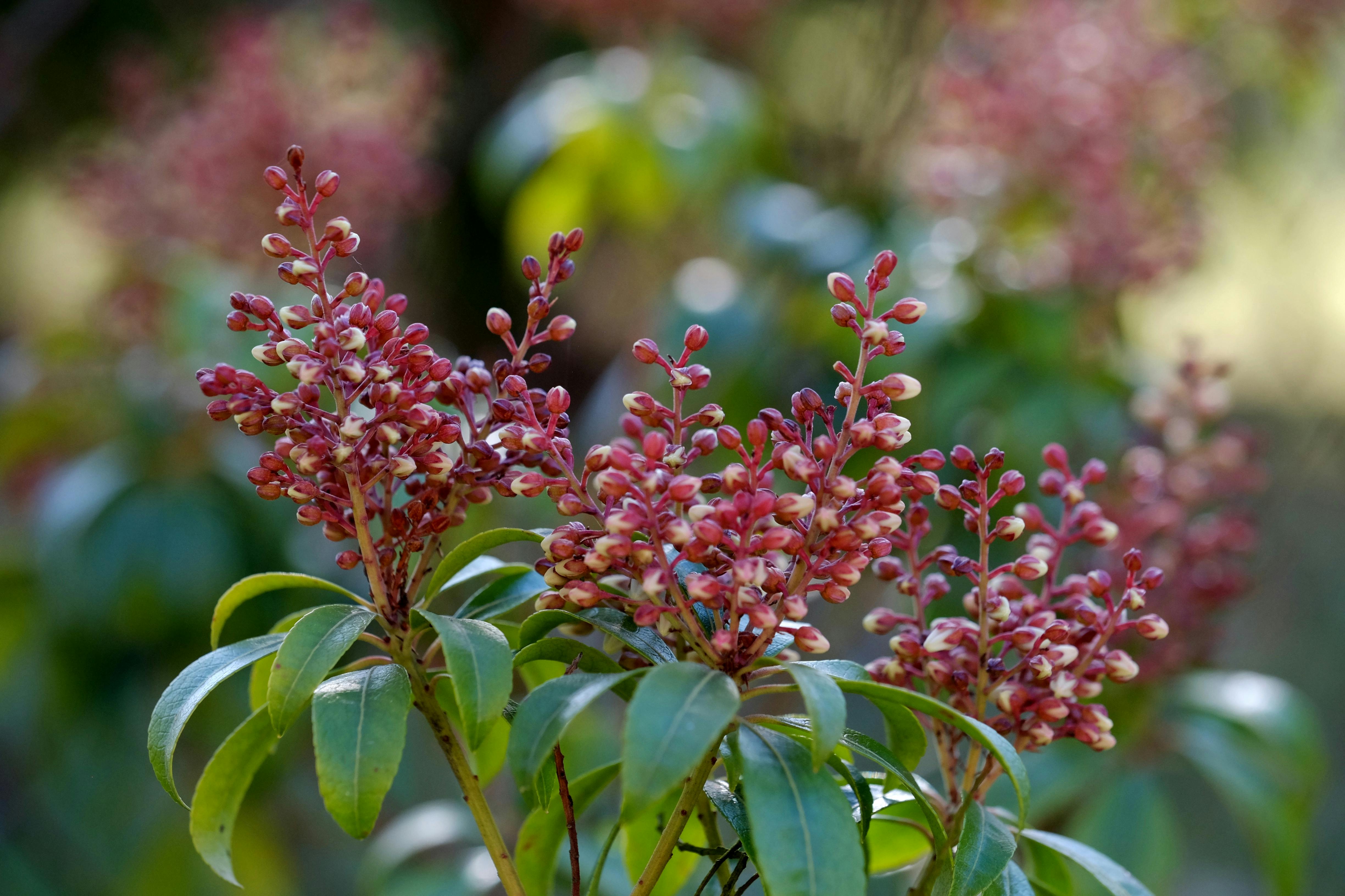 免费 鲜艳的红色花簇簇盛开在绿叶繁茂的灌木丛中，背景是模糊的自然景物。 素材图片