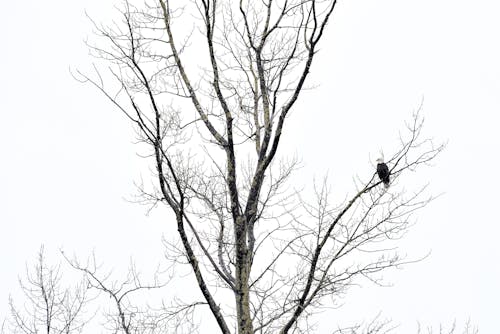 คลังภาพถ่ายฟรี ของ นกอินทรีนกต้นไม้เดี่ยวฤดูหนาว