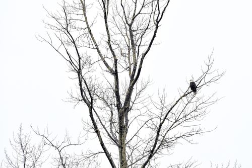 Free stock photo of eagle bird solo tree winter Stock Photo