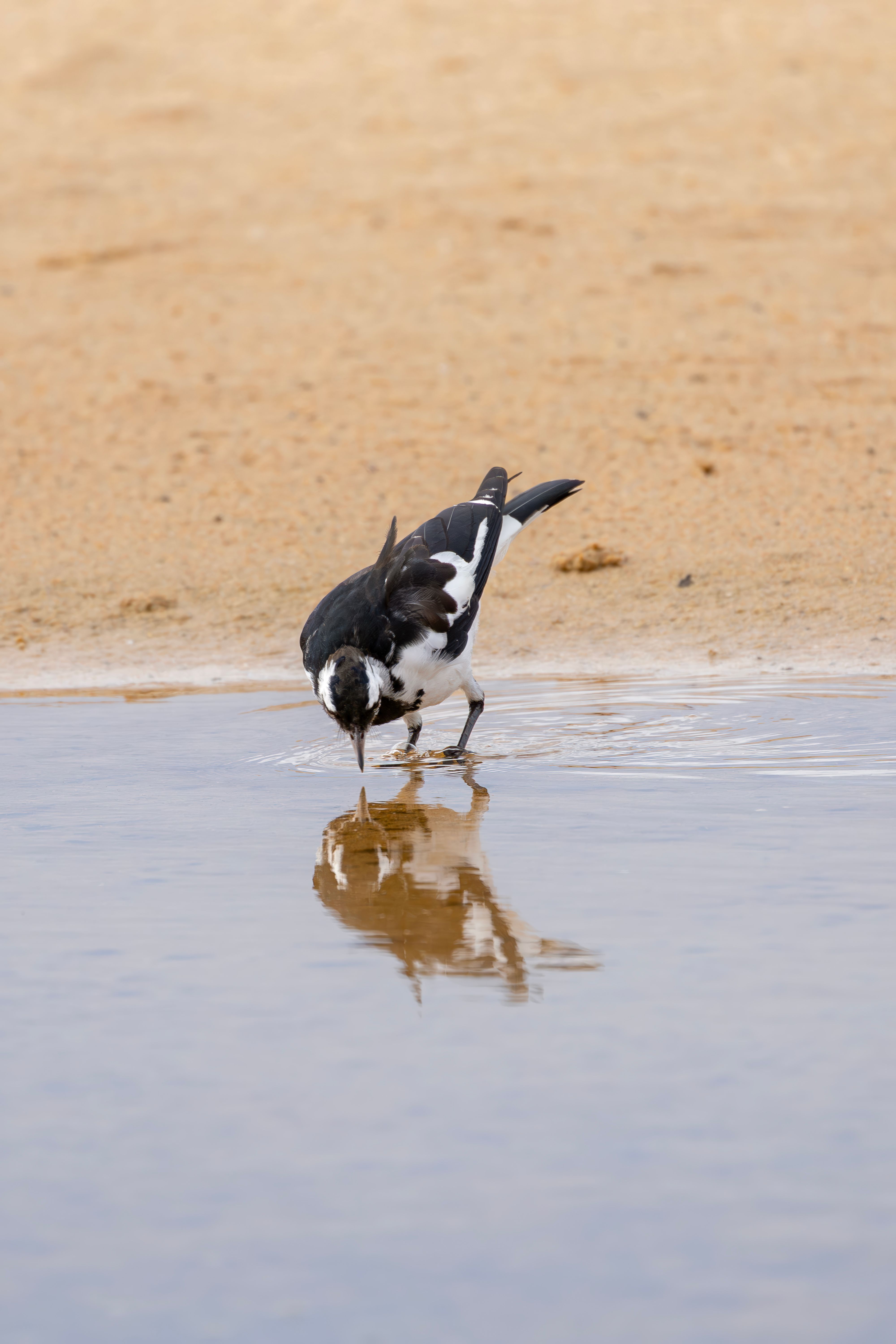 Australian Magpie-lark Drinking at Waters Edge · Free Stock Photo