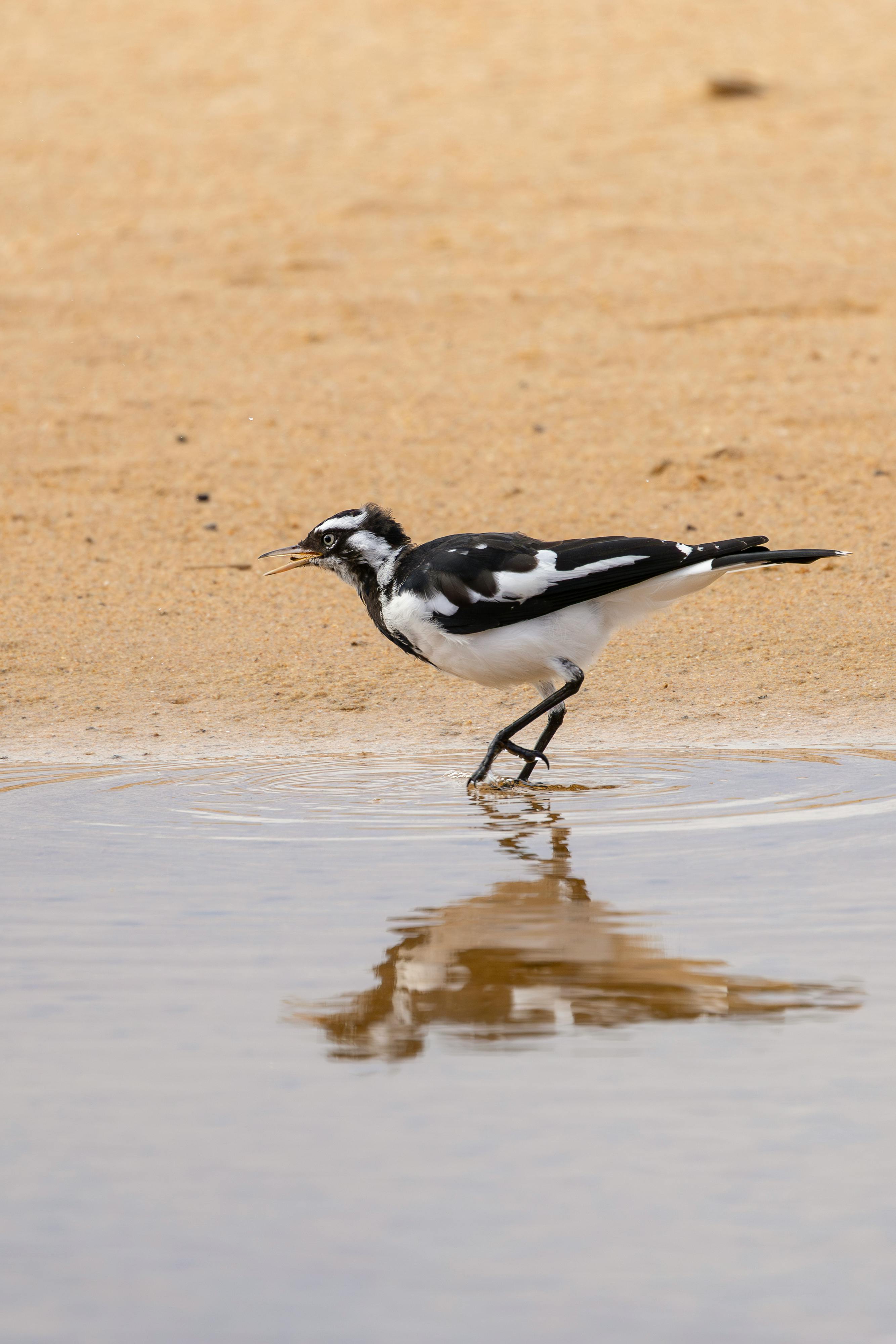 免费 一只喜鹊在新南威尔士州的沙滩上涉水而行。 素材图片