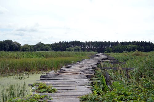 Základová fotografie zdarma na téma bažina, dřevěný, most