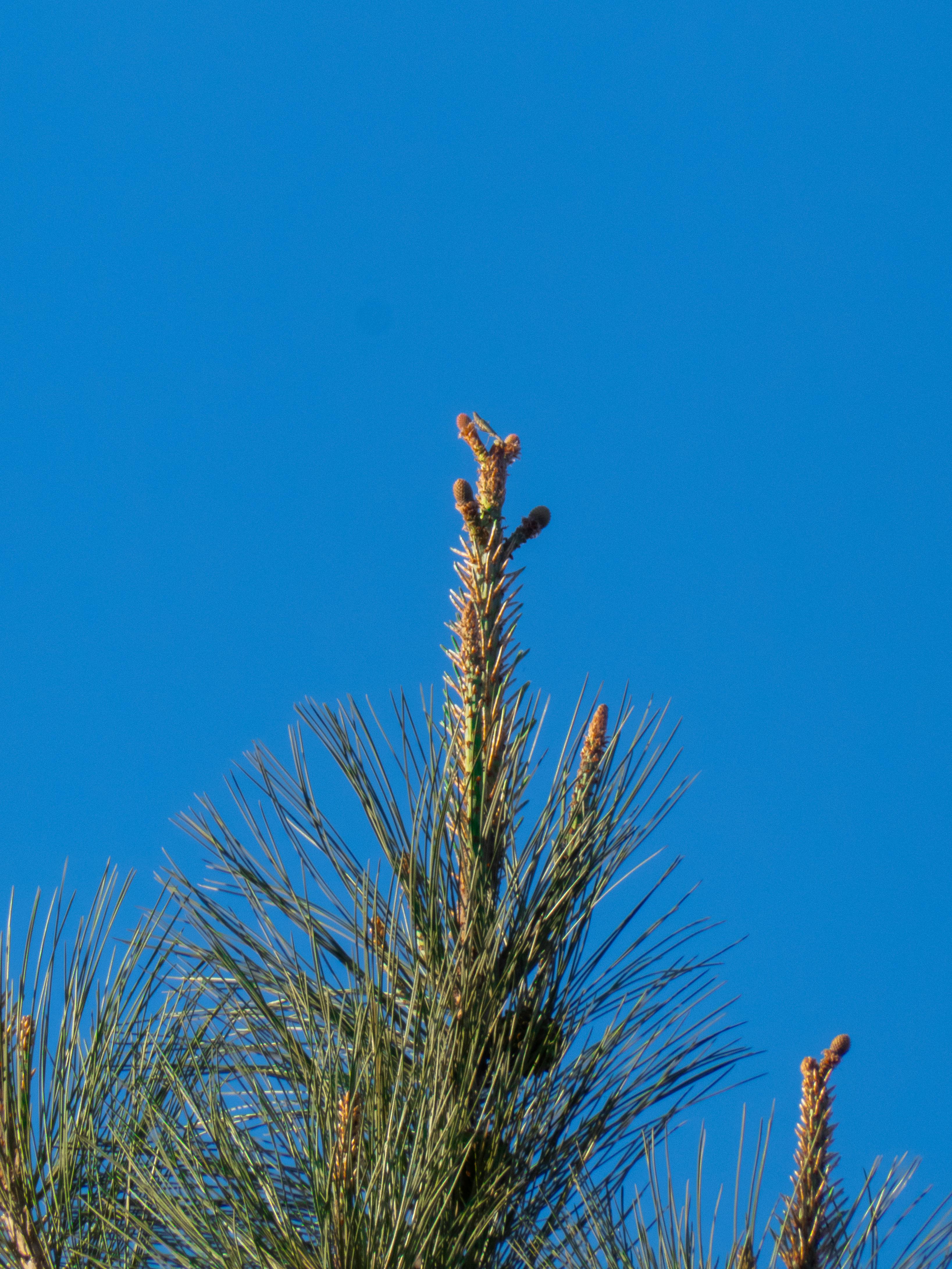 免費 特寫鏡頭下的松樹，湛藍的天空襯托出它常綠的枝幹。 圖庫相片