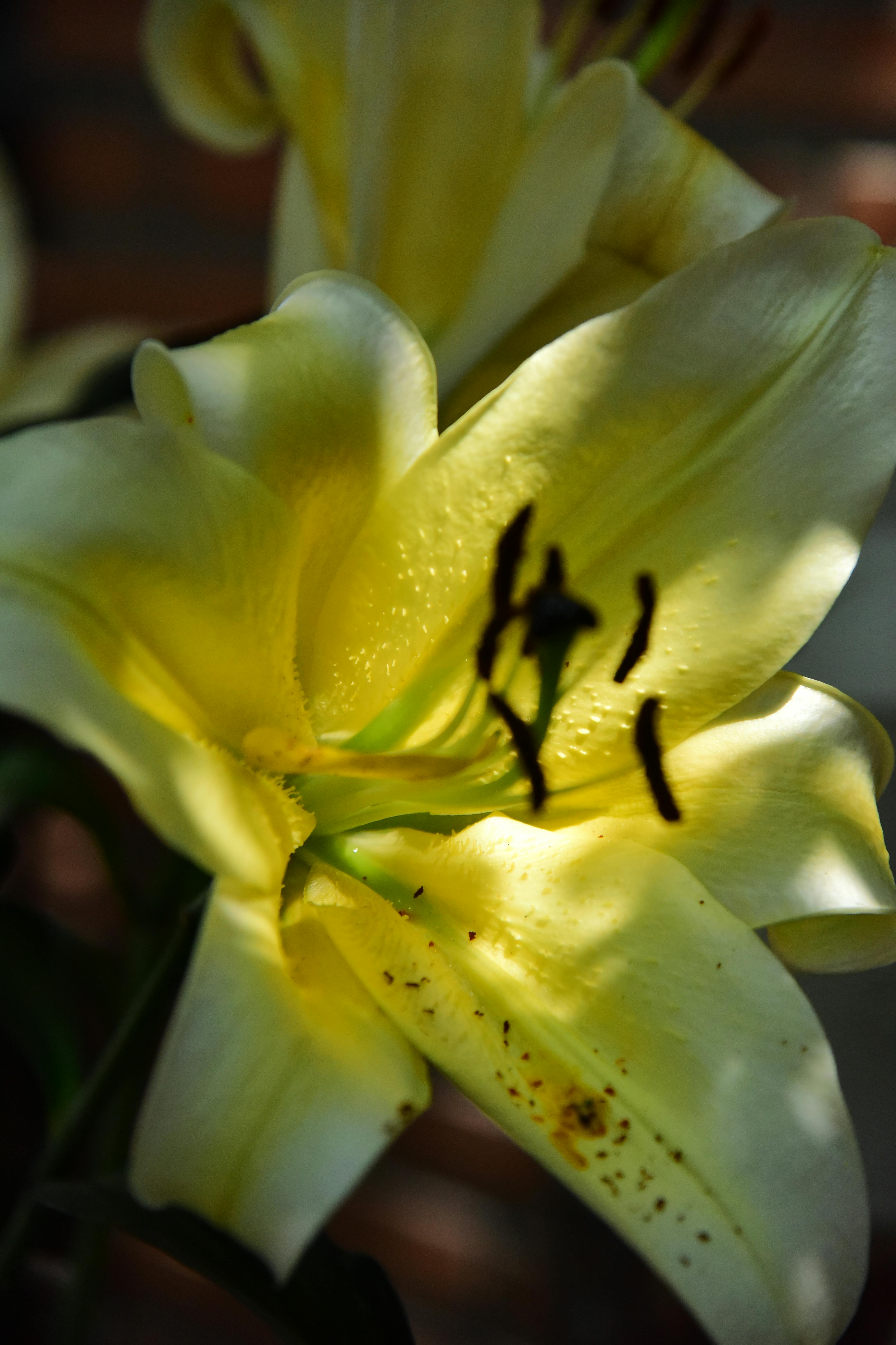 Безкоштовне Приголомшливий крупний план жовтої лілії, що демонструє свої яскраві пелюстки, залиті сонячним світлом. стокове фото