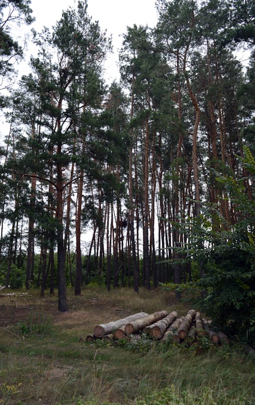 ahşap, çevre, orman içeren Ücretsiz stok fotoğraf