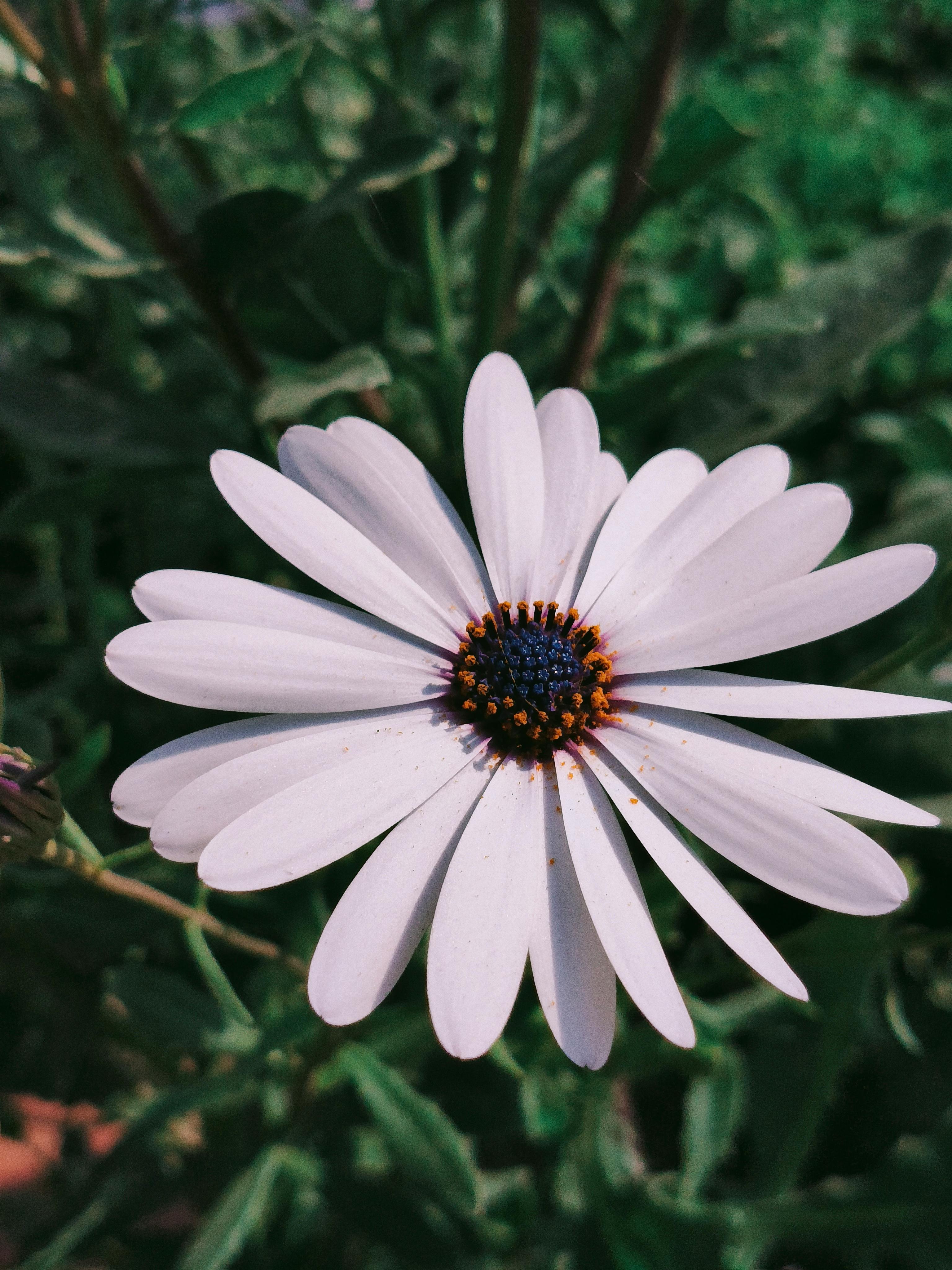Zadarmo Krásny detailný záber na biely kvet sedmokrásky obklopený zelenými listami v Kanpure v Indii. Fotka z fotobanky