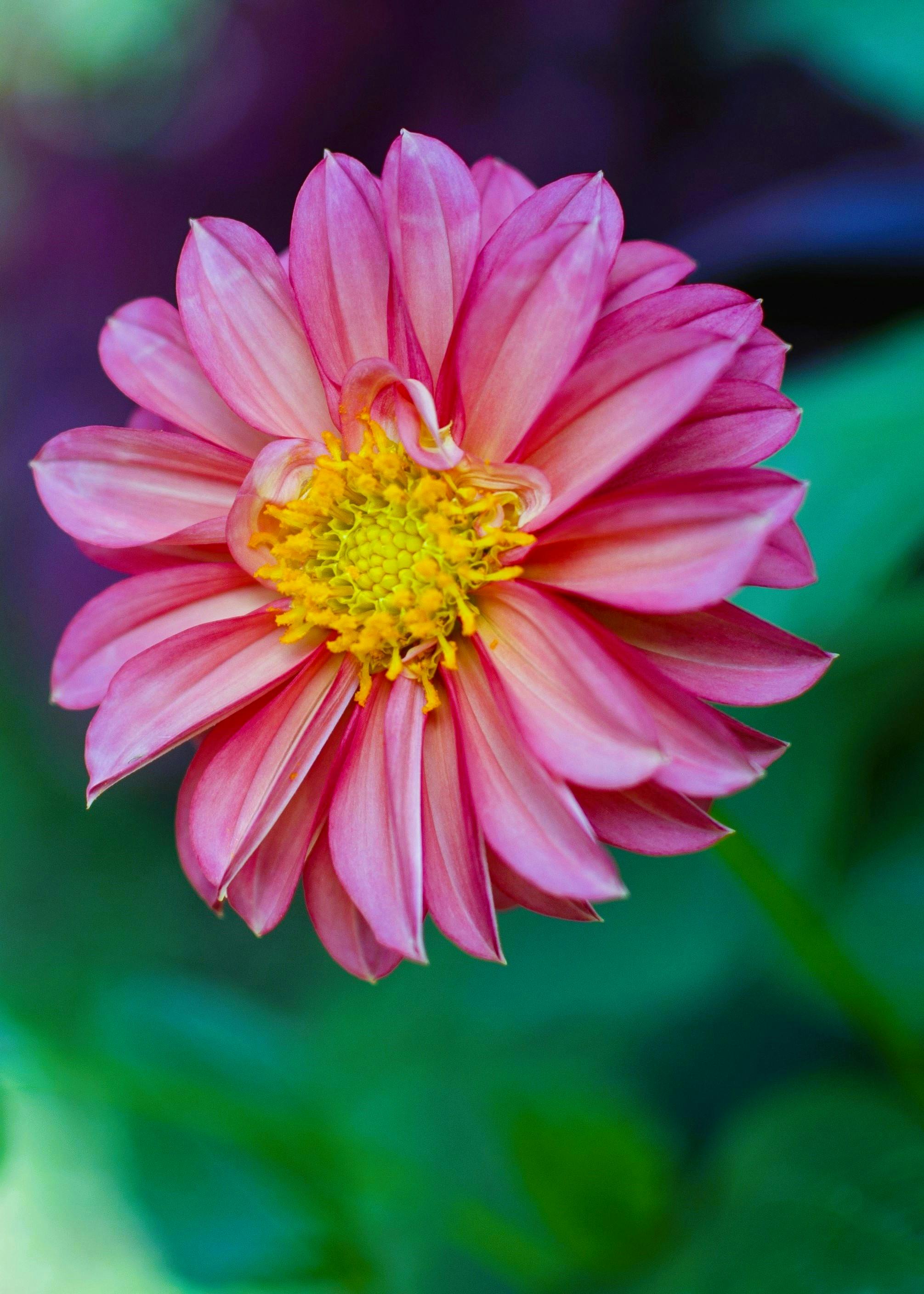 [ColoSach]-close-up-of-a-vibrant-pink-dahlia-flower-with-a-bright-yellow-center,-showcasing-its-stunning-petals.