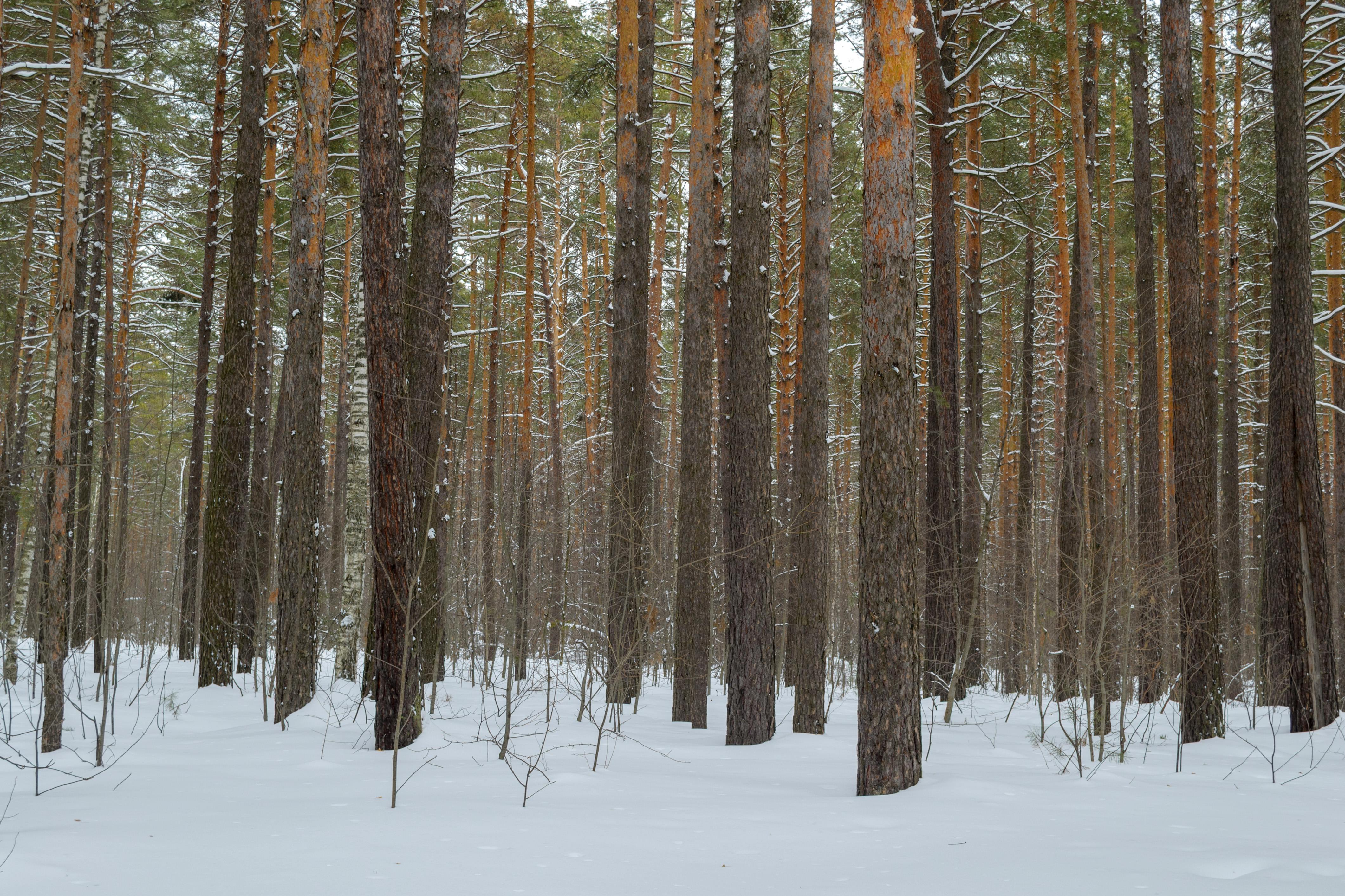 免費 冬季白雪皚皚的松林景色，寧靜祥和，令人心曠神怡。 圖庫相片