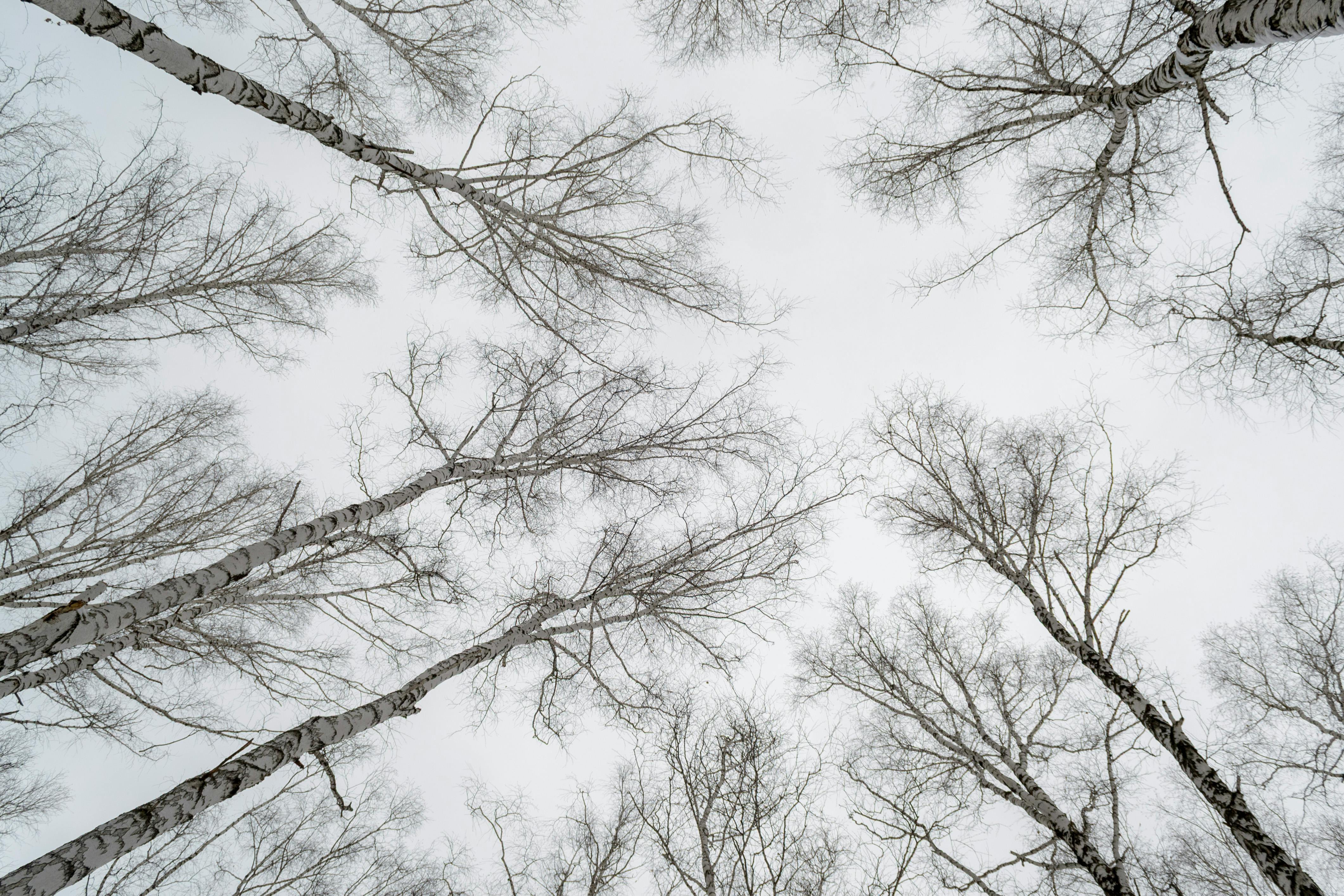 免費 抬頭望向冬日森林裡陰雲密布、光禿禿的樹木。 圖庫相片