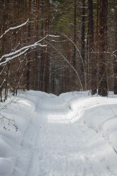 A serene snow-covered path through a pine forest in winter.