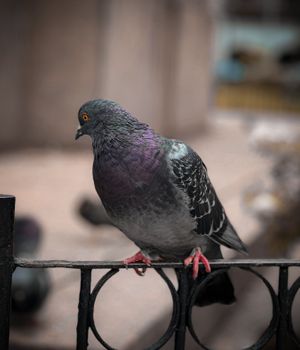 Vibrant pigeon with purple and gray feathers perched on a wrought iron fence in an urban setting.