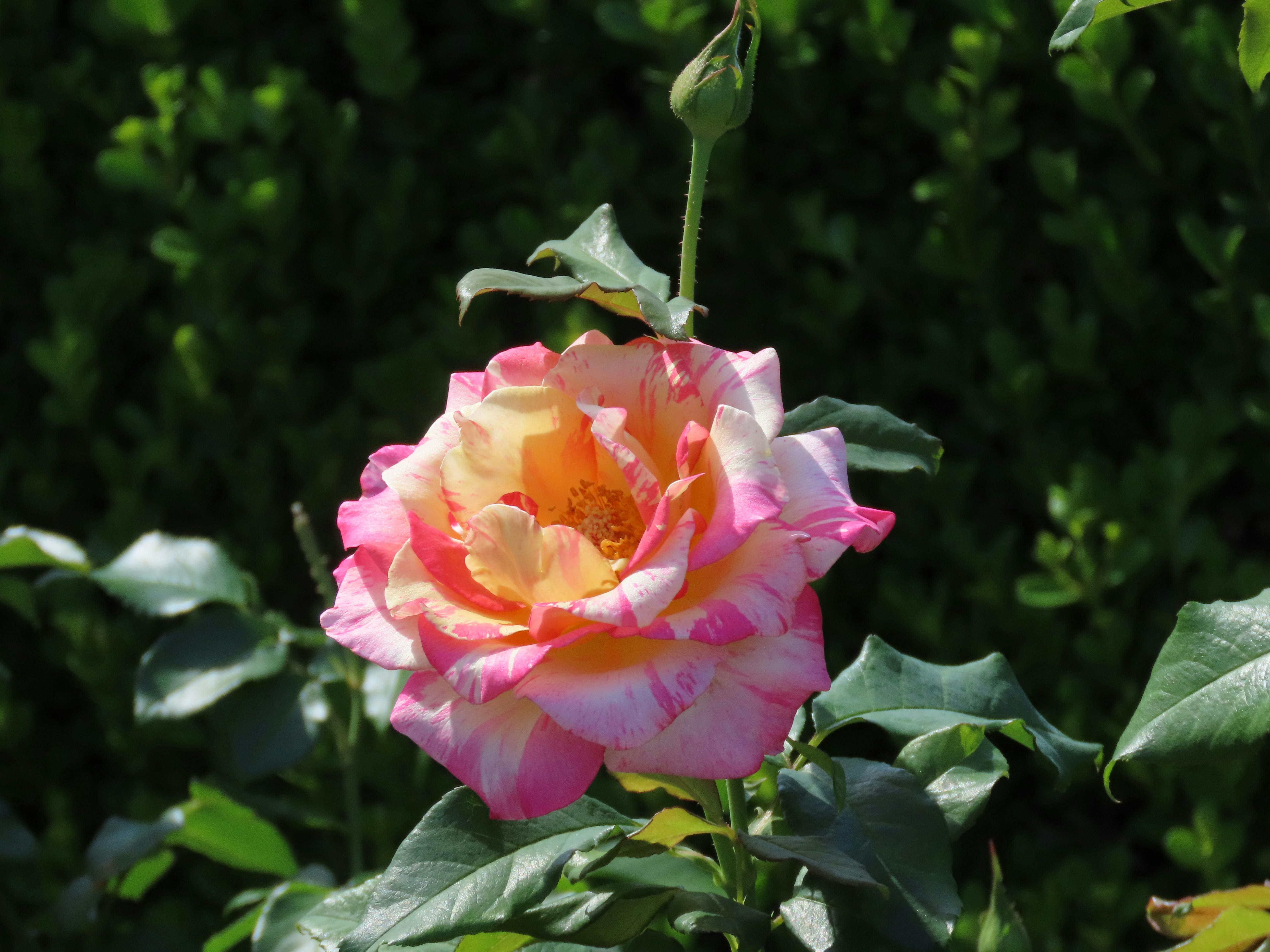 ฟรี ดอกกุหลาบสีชมพูและเหลืองสวยงามบานสะพรั่งเต็มที่ ถ่ายภาพในสวนแห่งหนึ่งในซิดนีย์ คลังภาพถ่าย