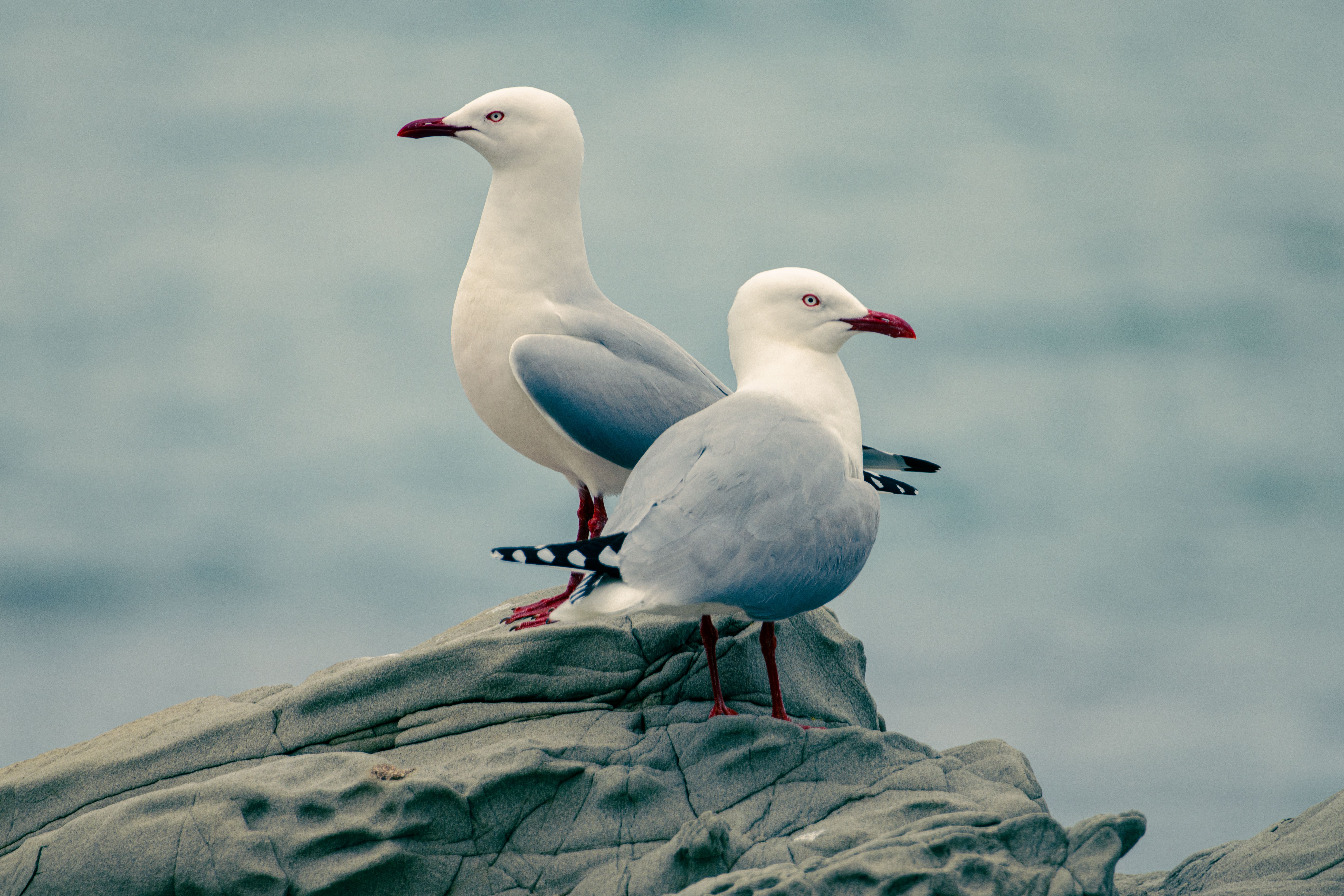 Two seagulls perched on coastal rocks against an ocean backdrop.