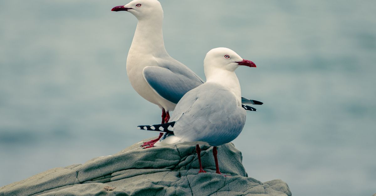Two seagulls perched on coastal rocks against an ocean backdrop.