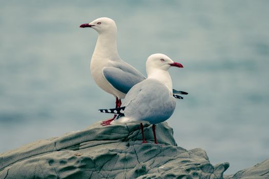 Two seagulls perched on coastal rocks against an ocean backdrop.