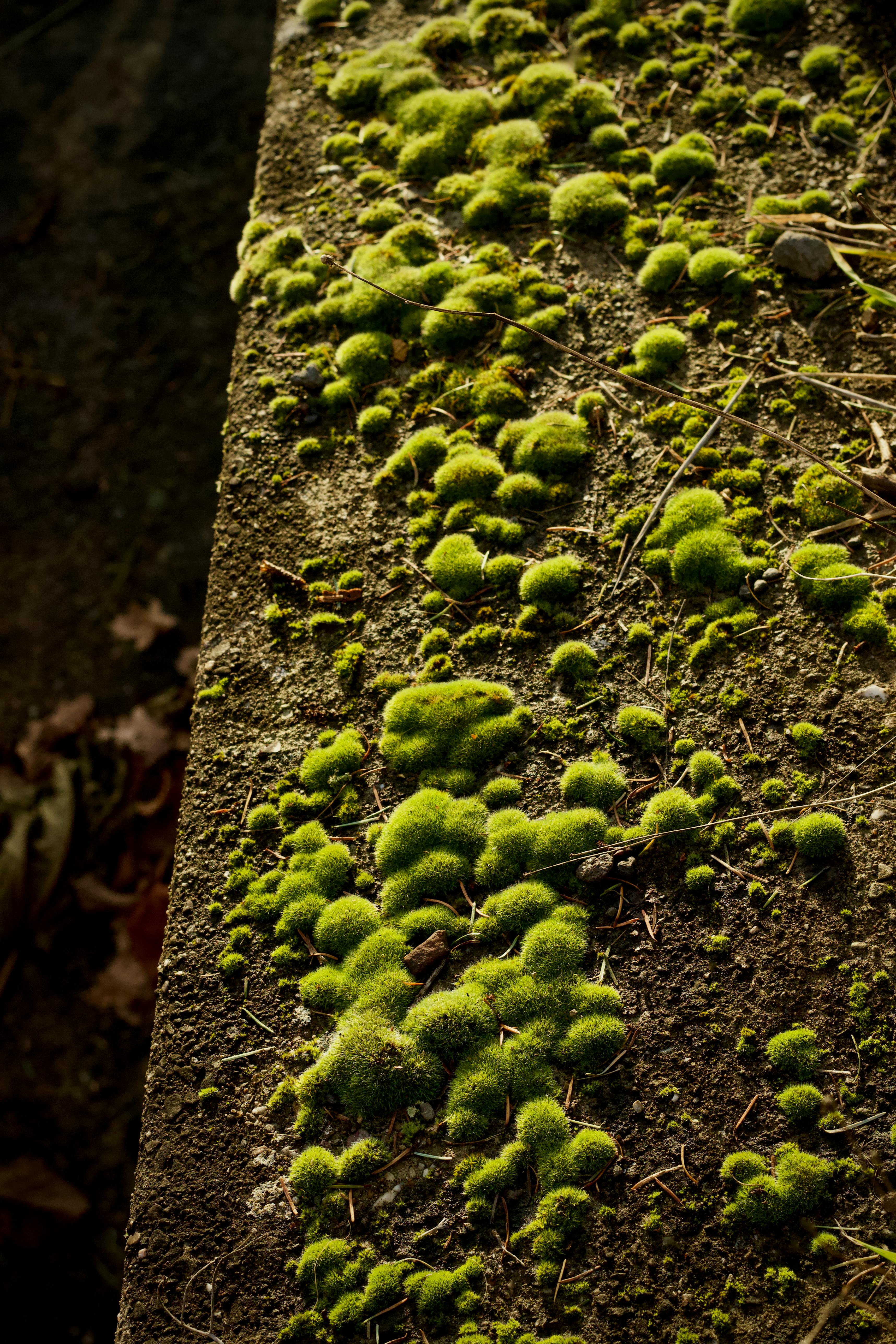 Безкоштовне Крупний план яскраво-зеленого моху, що росте на текстурованій кам'яній поверхні, підкреслюючи красу природи. стокове фото