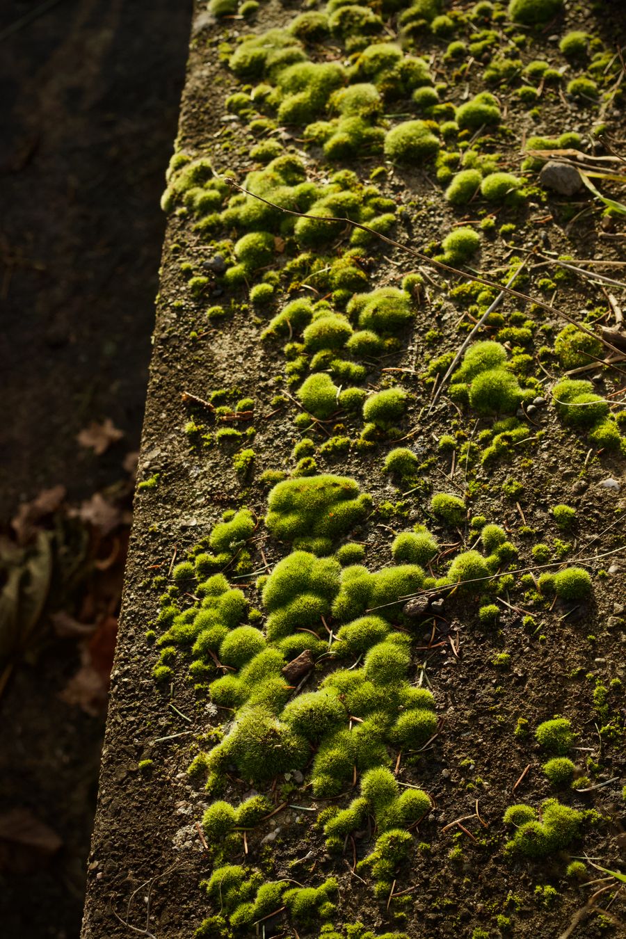 Cushions of bright moss spreading over stone — photo by Peter Dyllong on Pexels