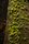 moss