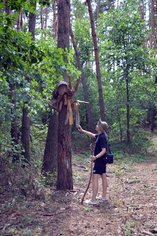 ahşap, erkek çocuk, orman içeren Ücretsiz stok fotoğraf