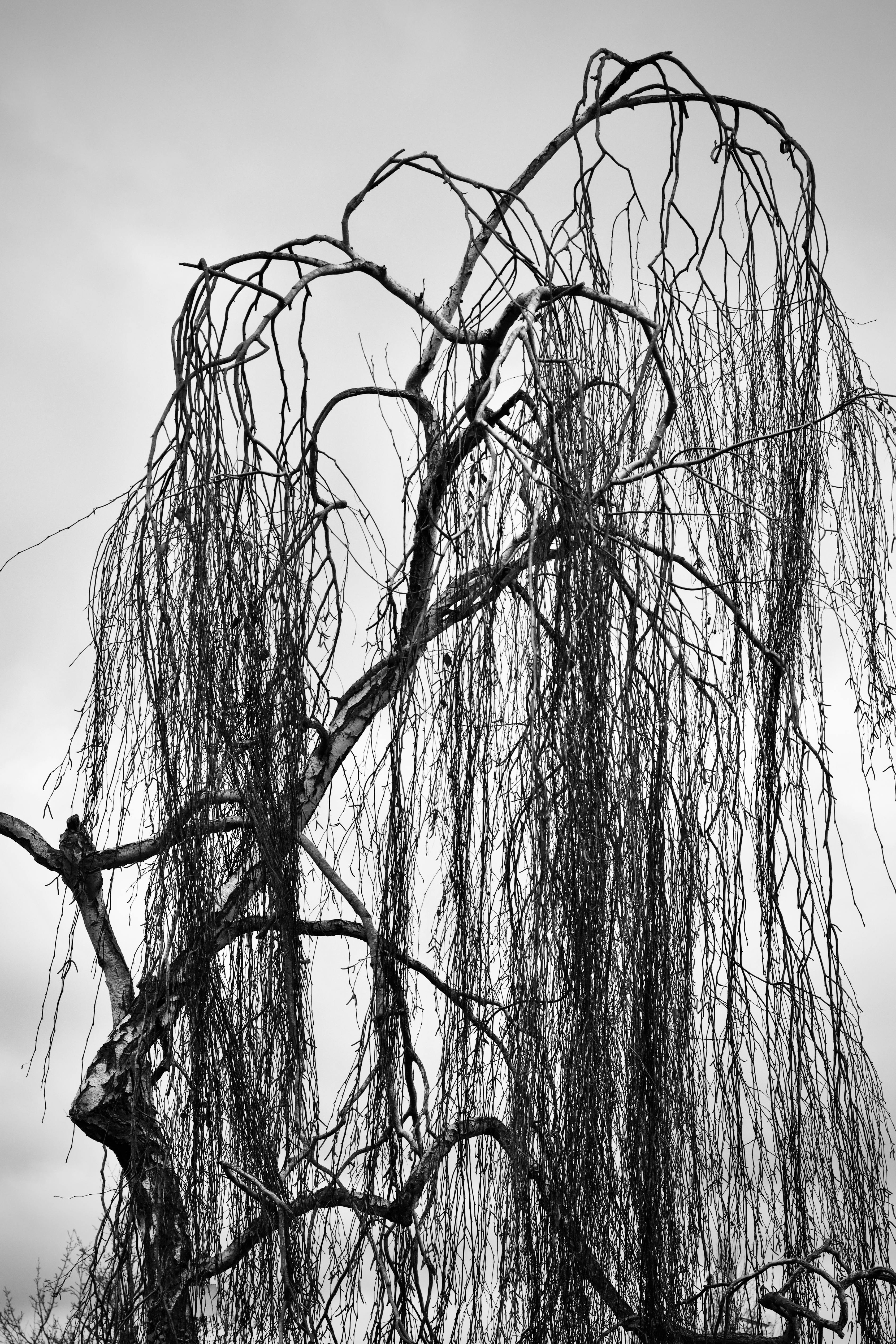 免費 一張黑白照片，展現了一棵光禿禿的冬樹，枝繁葉茂，背景是陰雲密佈的天空。 圖庫相片