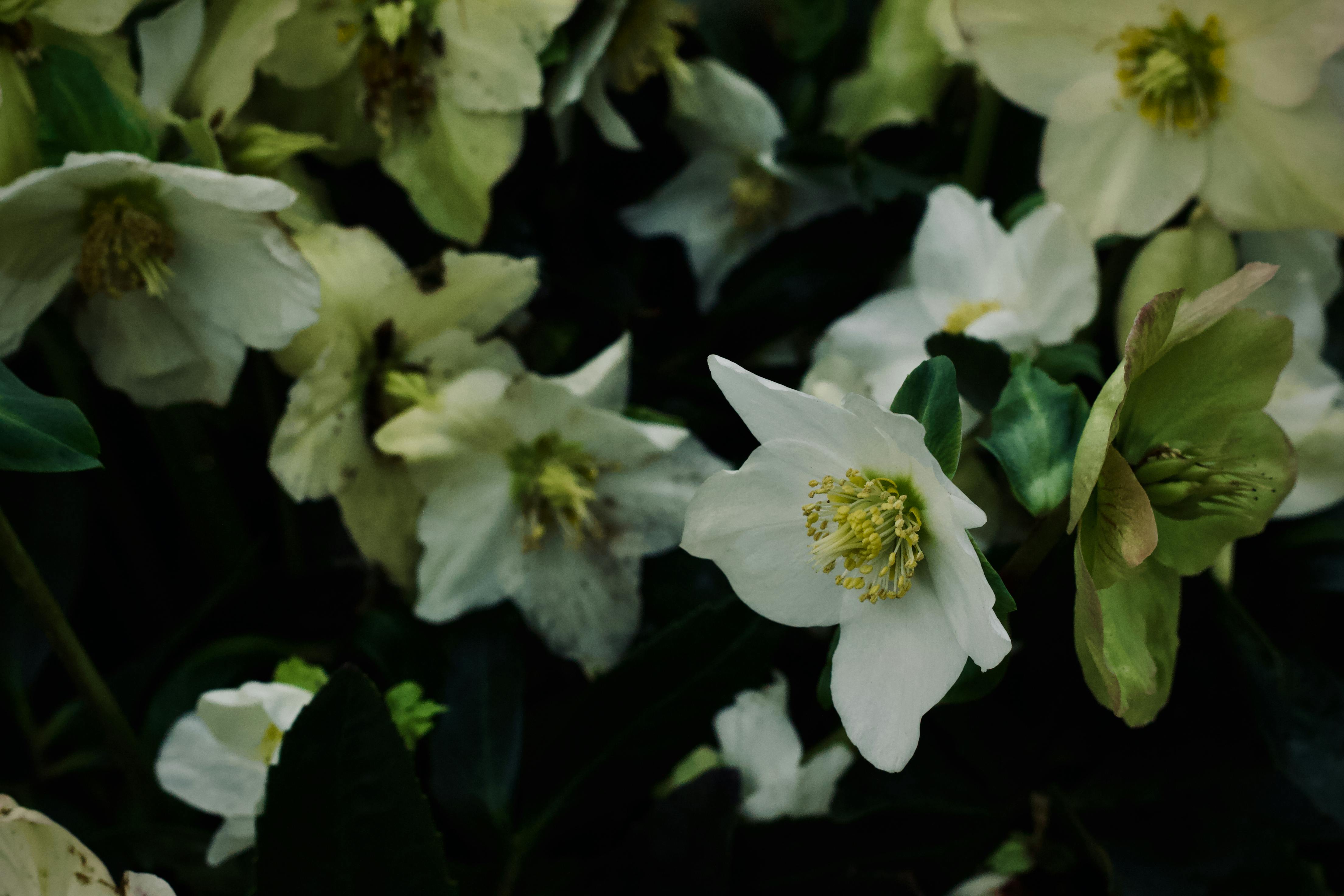免費 特寫鏡頭展現了鐵筷花的嬌嫩花瓣和鮮豔花心。 圖庫相片