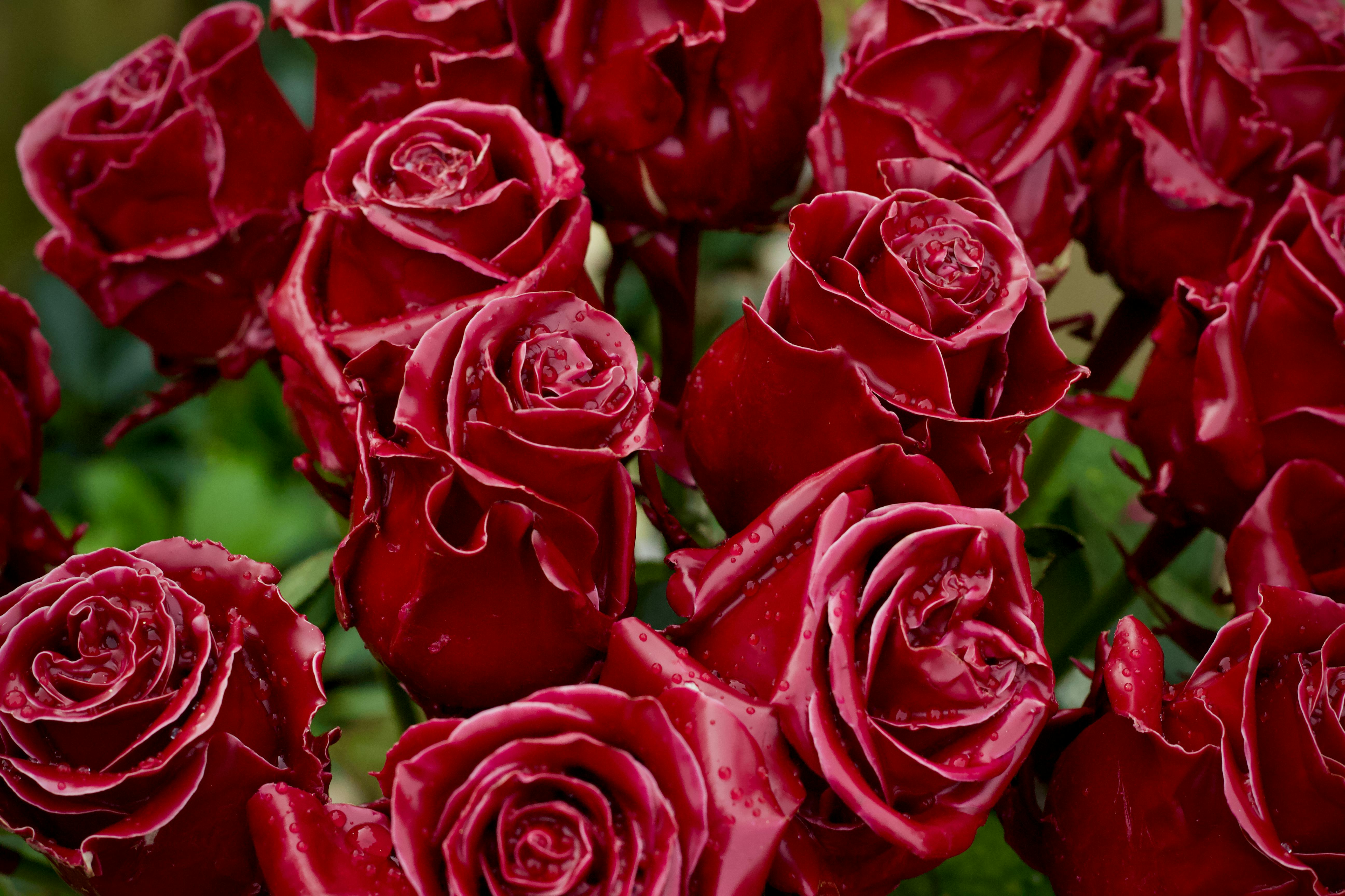 ฟรี คลังภาพถ่ายฟรี ของ กลีบดอกสีแดง, กลีบดอกเปียก, การจัดดอกไม้ คลังภาพถ่าย