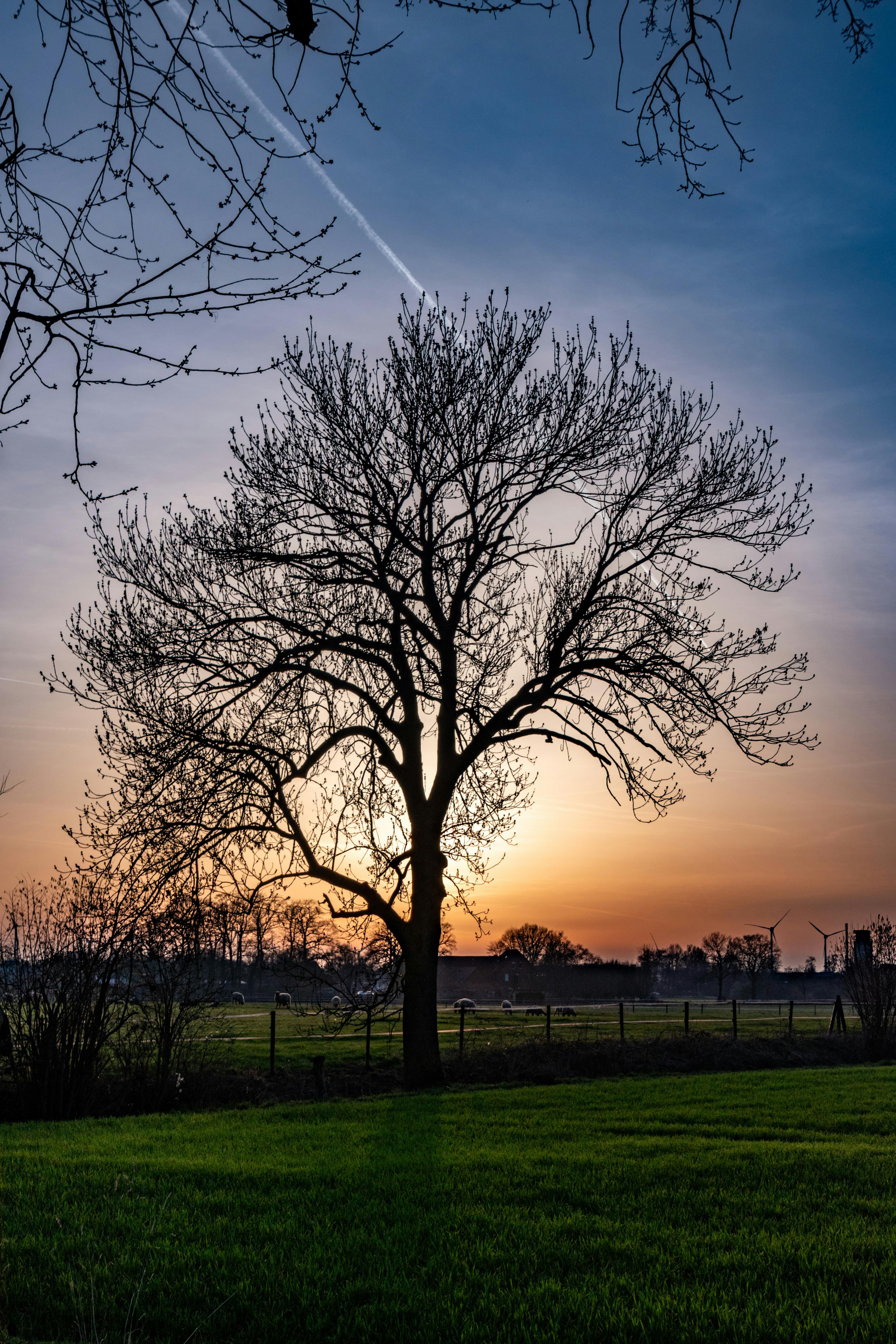ฟรี ภาพเงาต้นไม้ที่สวยงามน่าหลงใหลยามพระอาทิตย์ตกดิน ในทิวทัศน์อันเงียบสงบของเมืองโคเอสเฟลด์ คลังภาพถ่าย