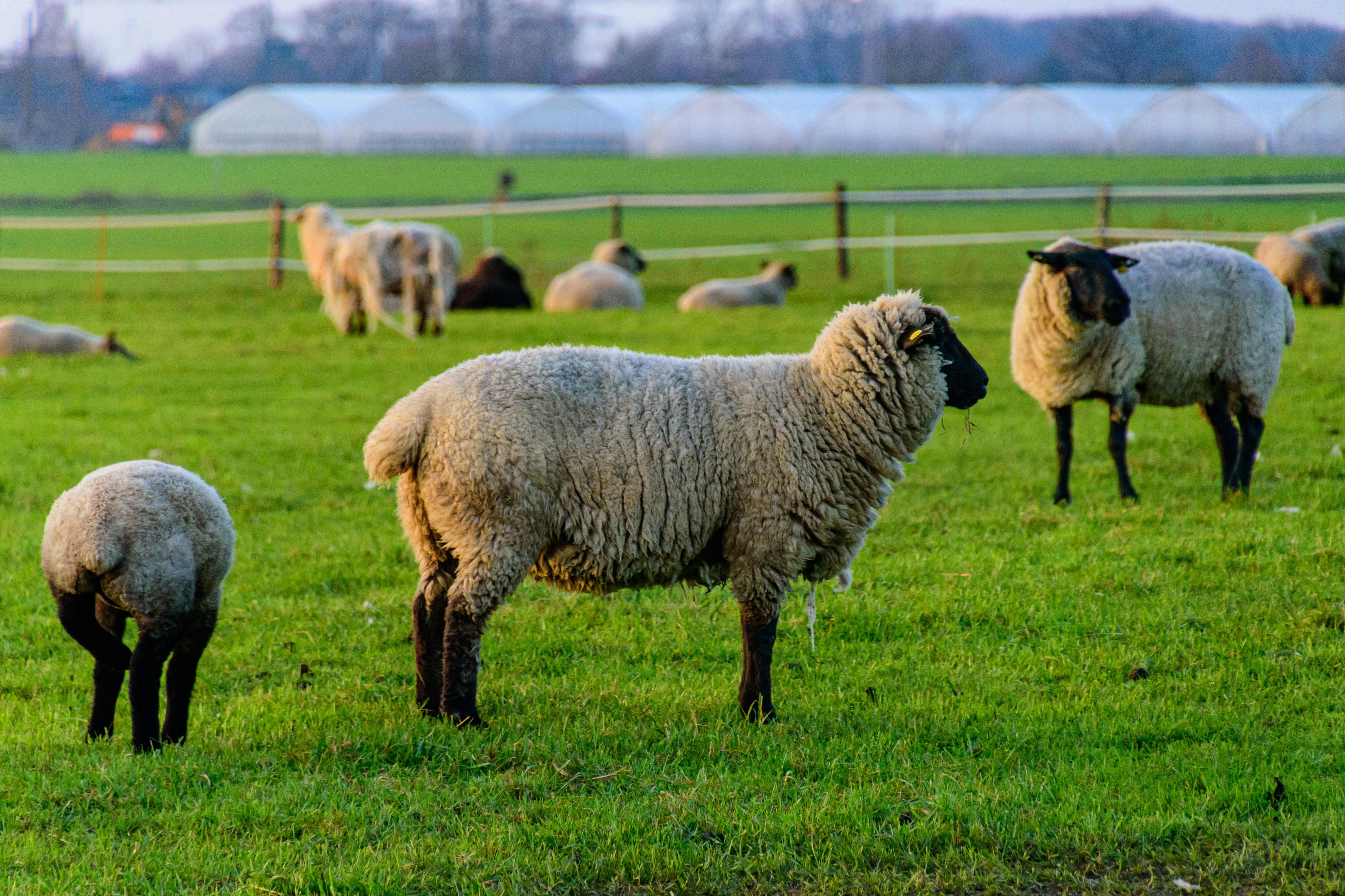 Progesteron w wołowinie z Urugwaju i Argentyny — Inspekcja Weterynaryjna prowadzi kontrole