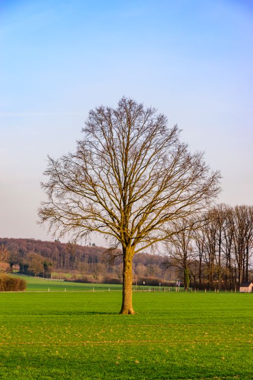 Free A solitary tree stands in a vibrant green field in Coesfeld, Germany, under a clear blue sky. Stock Photo